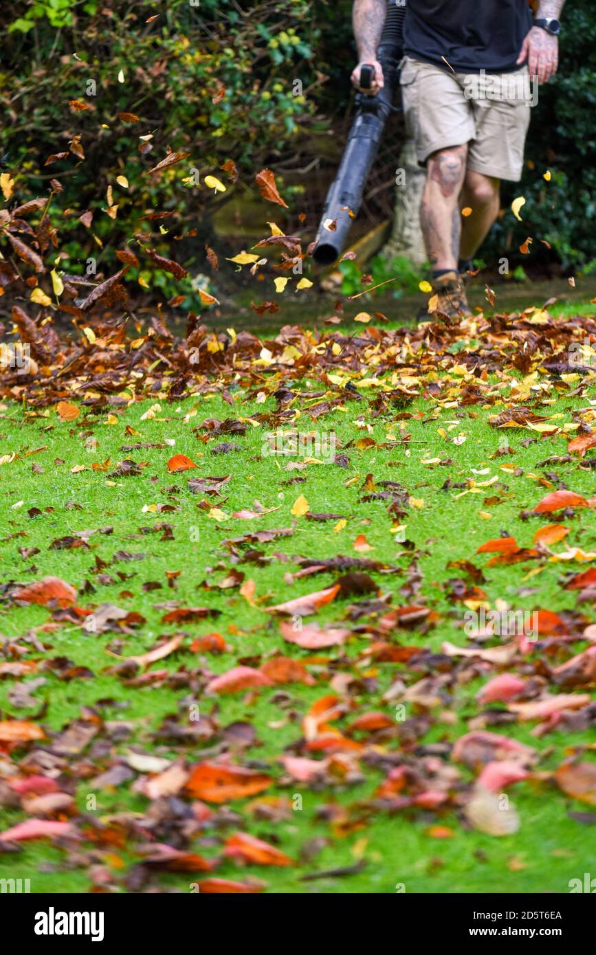 Ein Mann, der einen Laubbbläser benutzt, um den Herbst abzuräumen Blätter aus dem Garten im Herbst Stockfoto