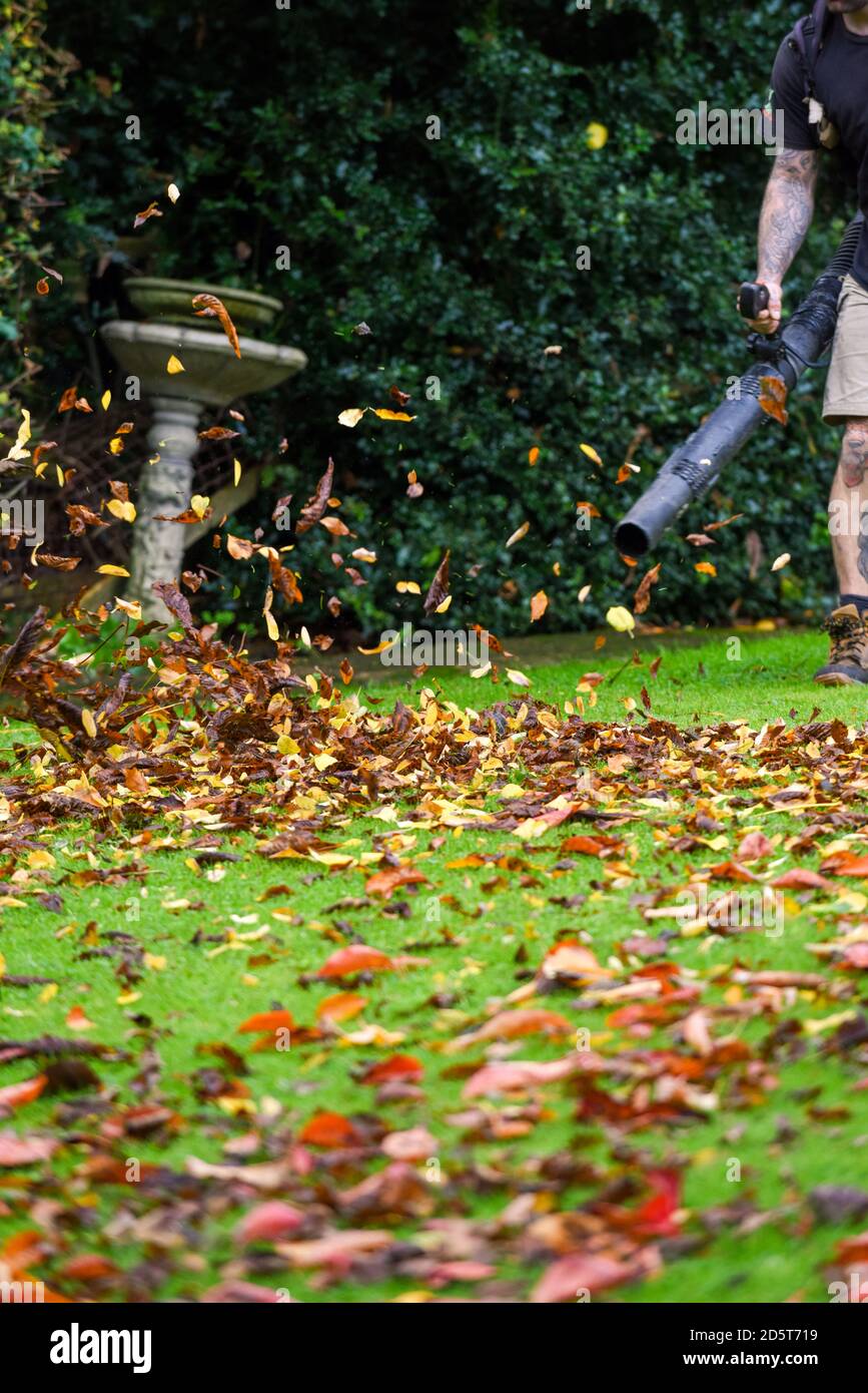 Ein Mann, der einen Laubbbläser benutzt, um den Herbst abzuräumen Blätter aus dem Garten im Herbst Stockfoto