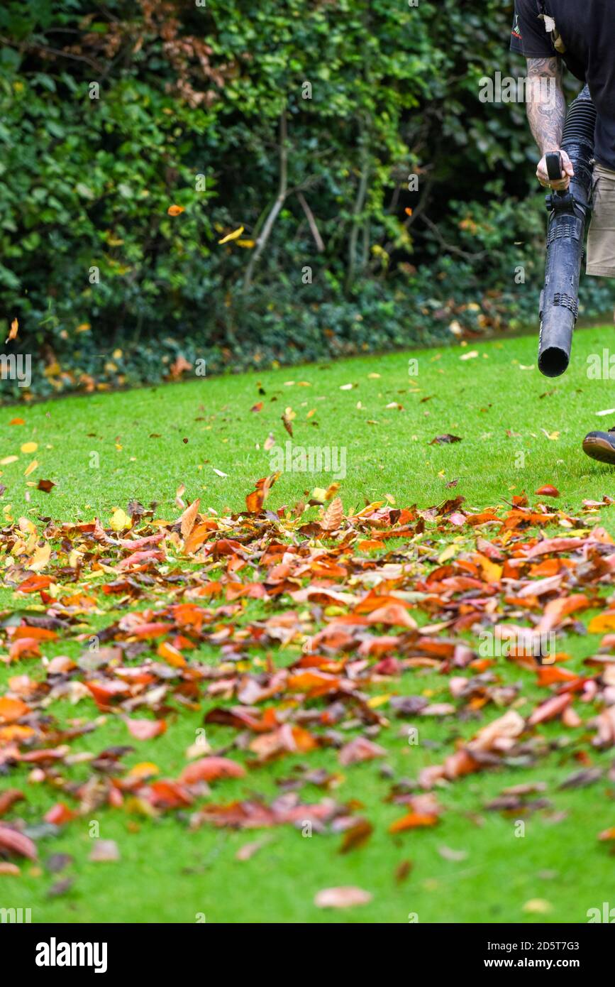 Ein Mann, der einen Laubbbläser benutzt, um den Herbst abzuräumen Blätter aus dem Garten im Herbst Stockfoto