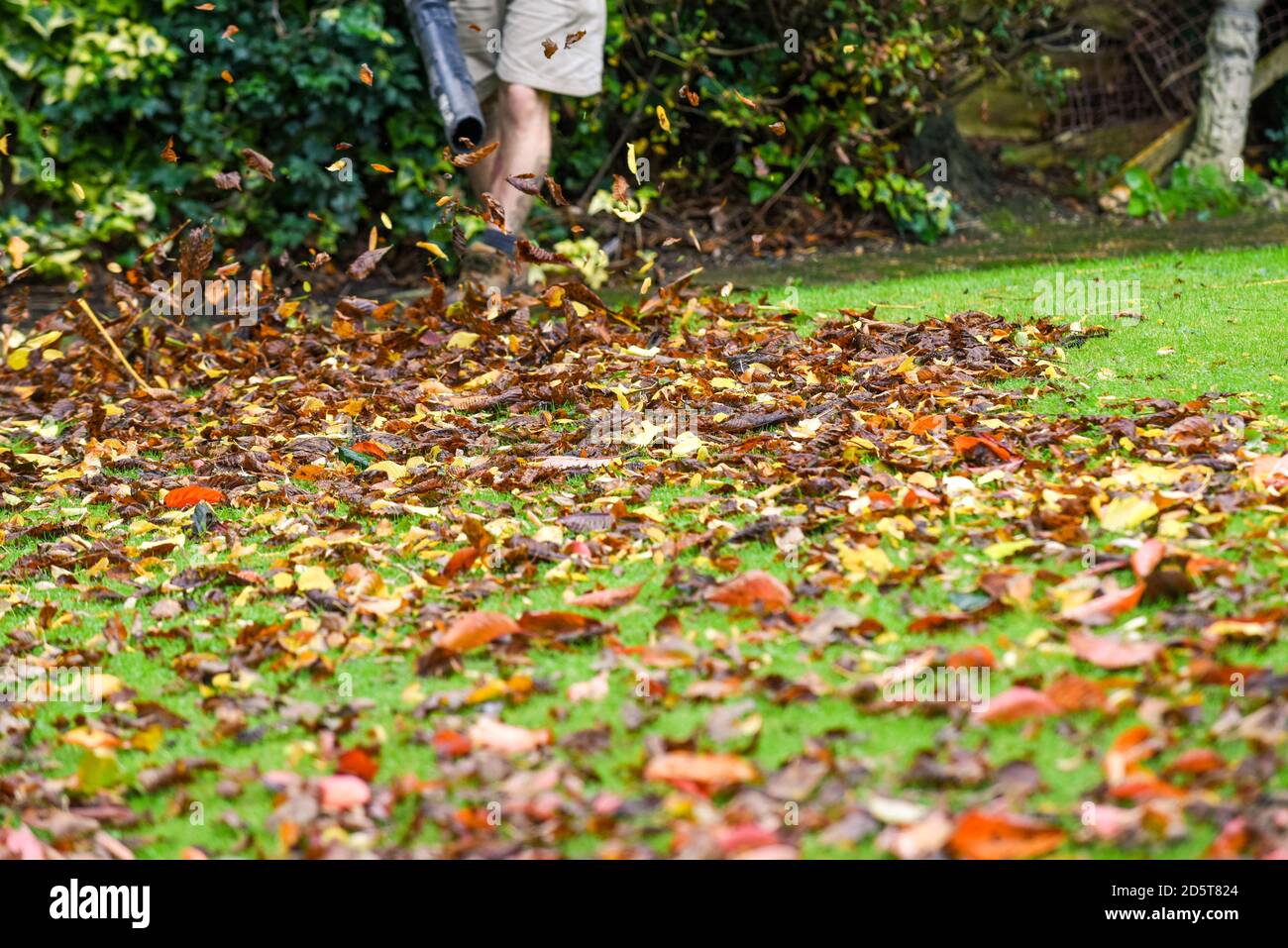 Ein Mann, der einen Laubbbläser benutzt, um den Herbst abzuräumen Blätter aus dem Garten im Herbst Stockfoto