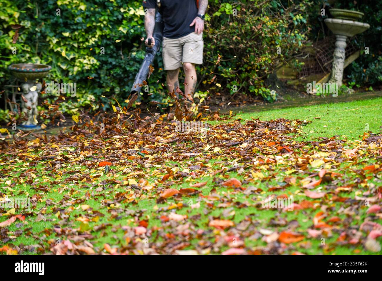 Ein Mann, der einen Laubbbläser benutzt, um den Herbst abzuräumen Blätter aus dem Garten im Herbst Stockfoto