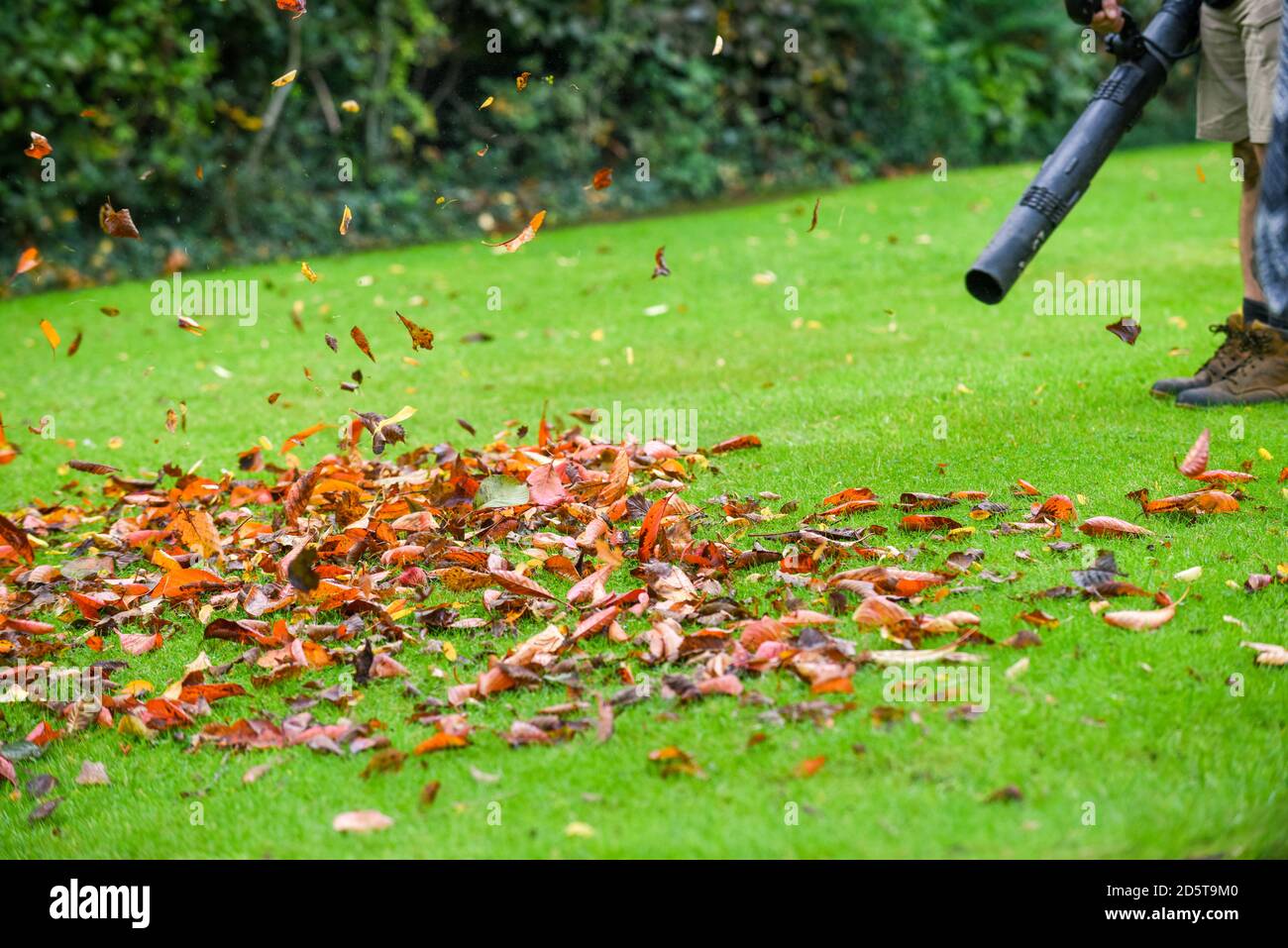 Ein Mann, der einen Laubbbläser benutzt, um den Herbst abzuräumen Blätter aus dem Garten im Herbst Stockfoto