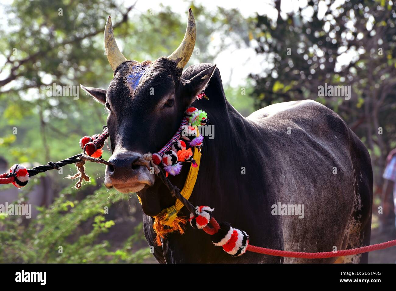 Porträt eines Jallikattu Bulls.Stierkämpfe wird in der gehalten Dörfer von Tamil Nadu als Teil der Ernte festival, südindisches Dorf Jallikattu Stier Stockfoto