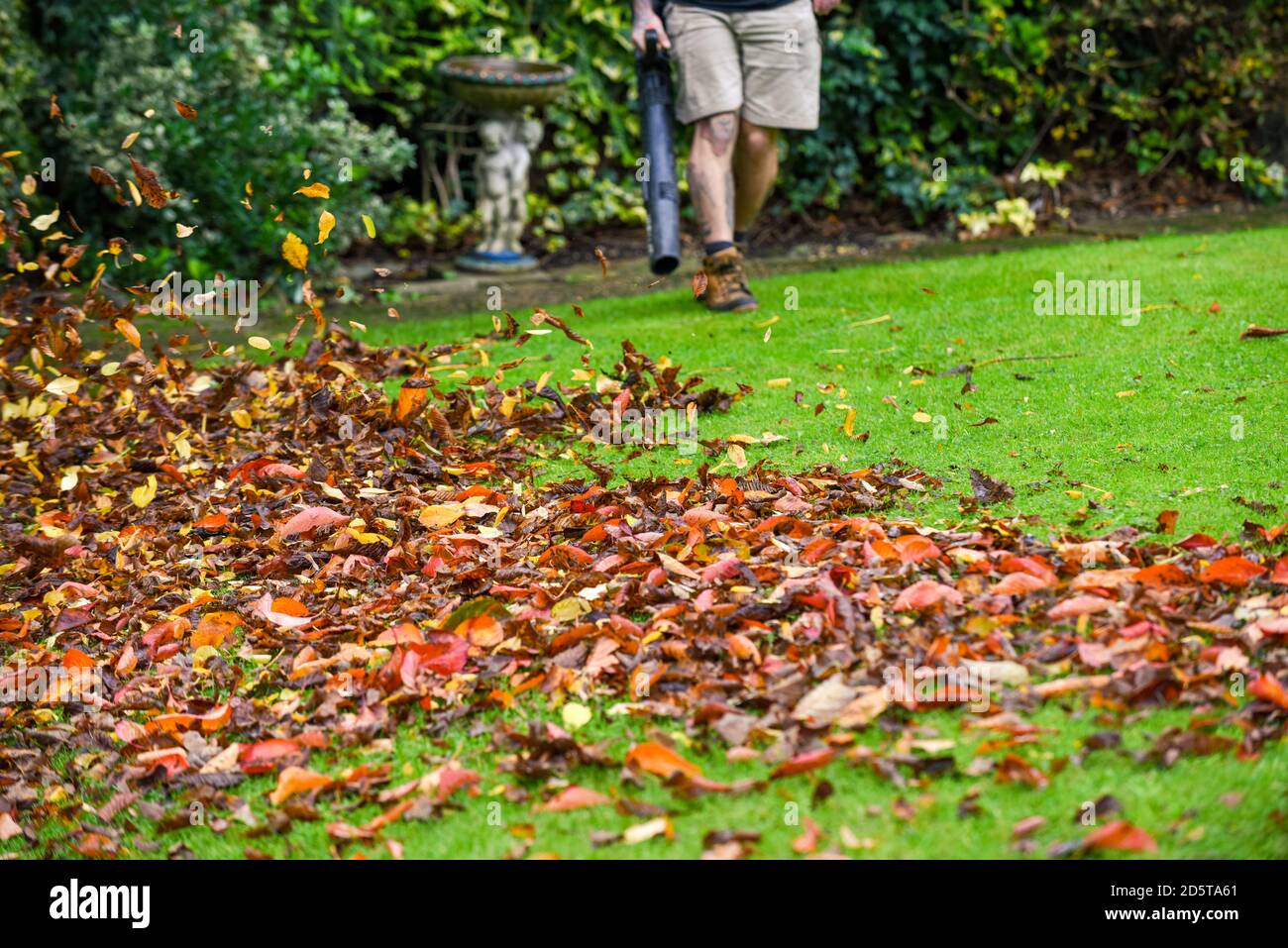 Ein Mann, der einen Laubbbläser benutzt, um den Herbst abzuräumen Blätter aus dem Garten im Herbst Stockfoto