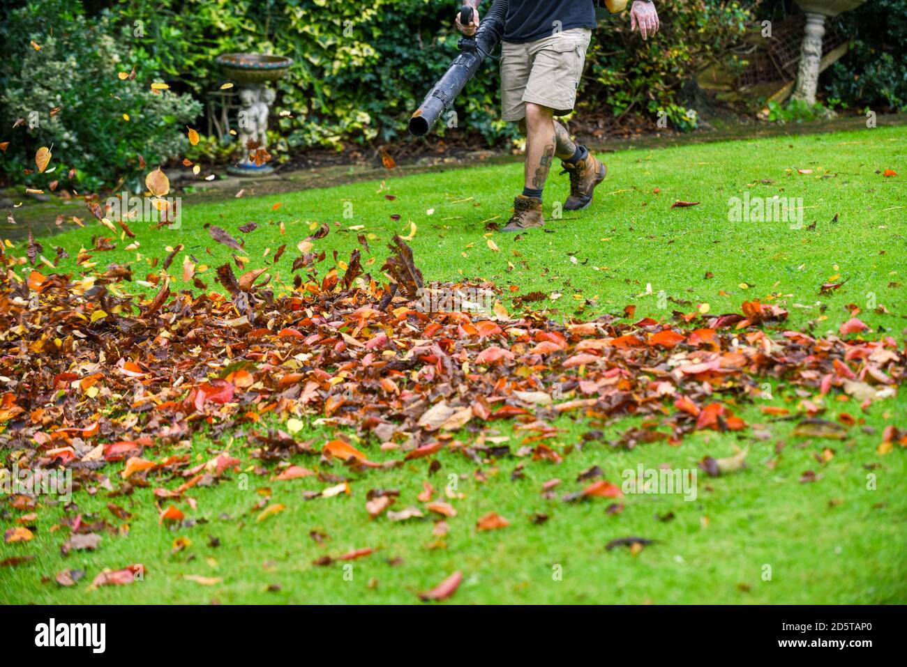 Ein Mann, der einen Laubbbläser benutzt, um den Herbst abzuräumen Blätter aus dem Garten im Herbst Stockfoto