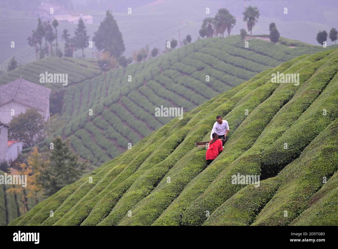 Enshi, Chinas Provinz Hubei. Oktober 2020. In einem Teegarten in Zouma, Bezirk Hefeng, Enshi Tujia und der autonomen Präfektur Miao, Provinz Hubei, pflücken Menschen Teeblätter, 13. Oktober 2020. Quelle: Yang Shunpi/Xinhua/Alamy Live News Stockfoto
