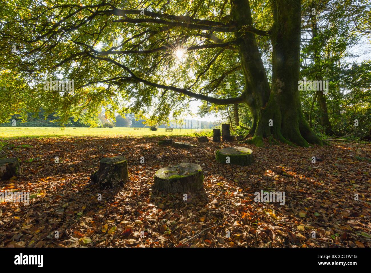 Herbstsonne scheint auf einer Buche in Mischwäldern in Wales. Stockfoto