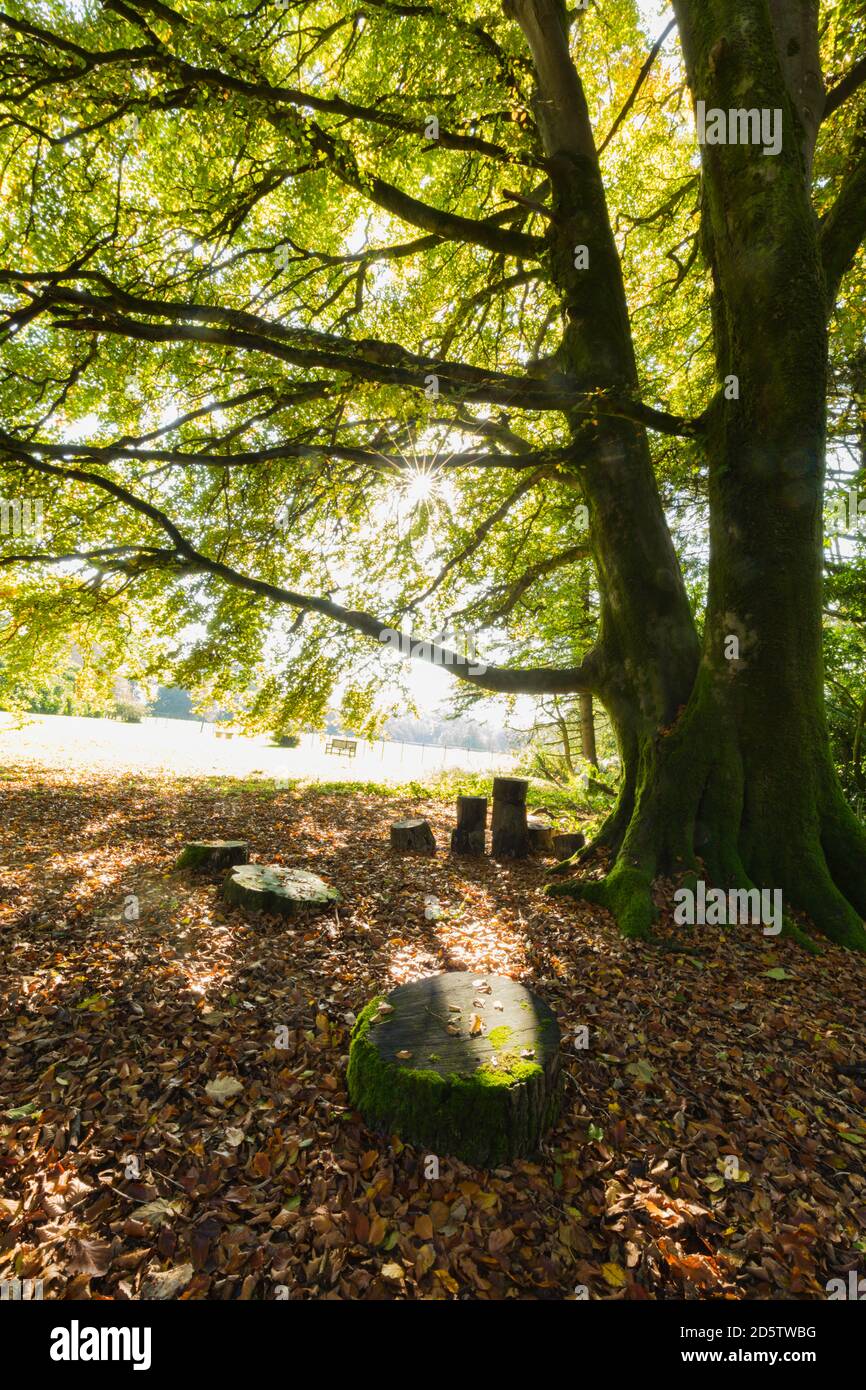 Herbstsonne scheint auf einer Buche in Mischwäldern in Wales. Stockfoto
