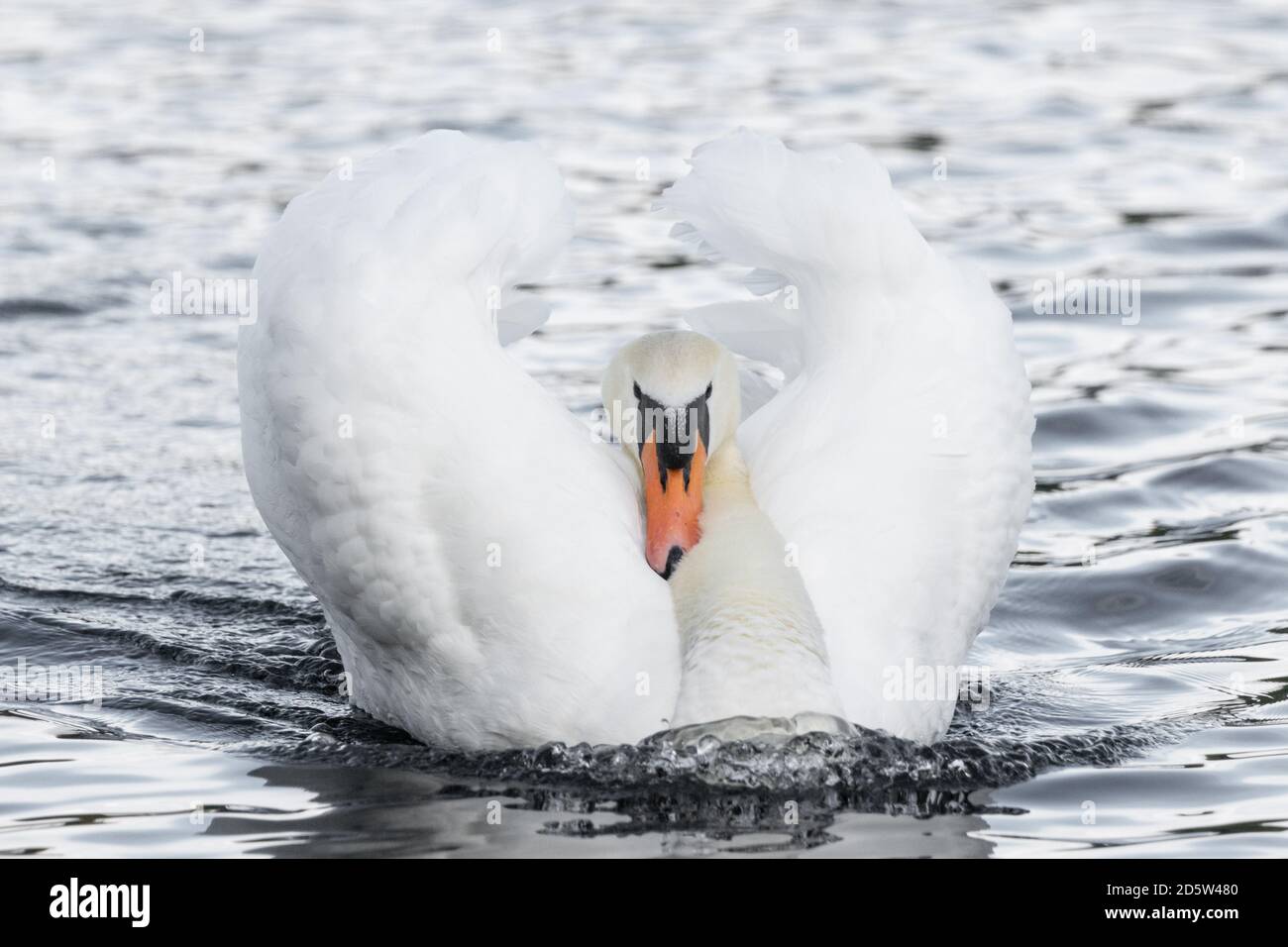 Stummer Schwan auf einem See. Busking ist ein territoriales Verhalten, bei dem sie die Flügel aufflammen, den Kopf zurückschieben und mit beiden Füßen paddeln. England GB Stockfoto