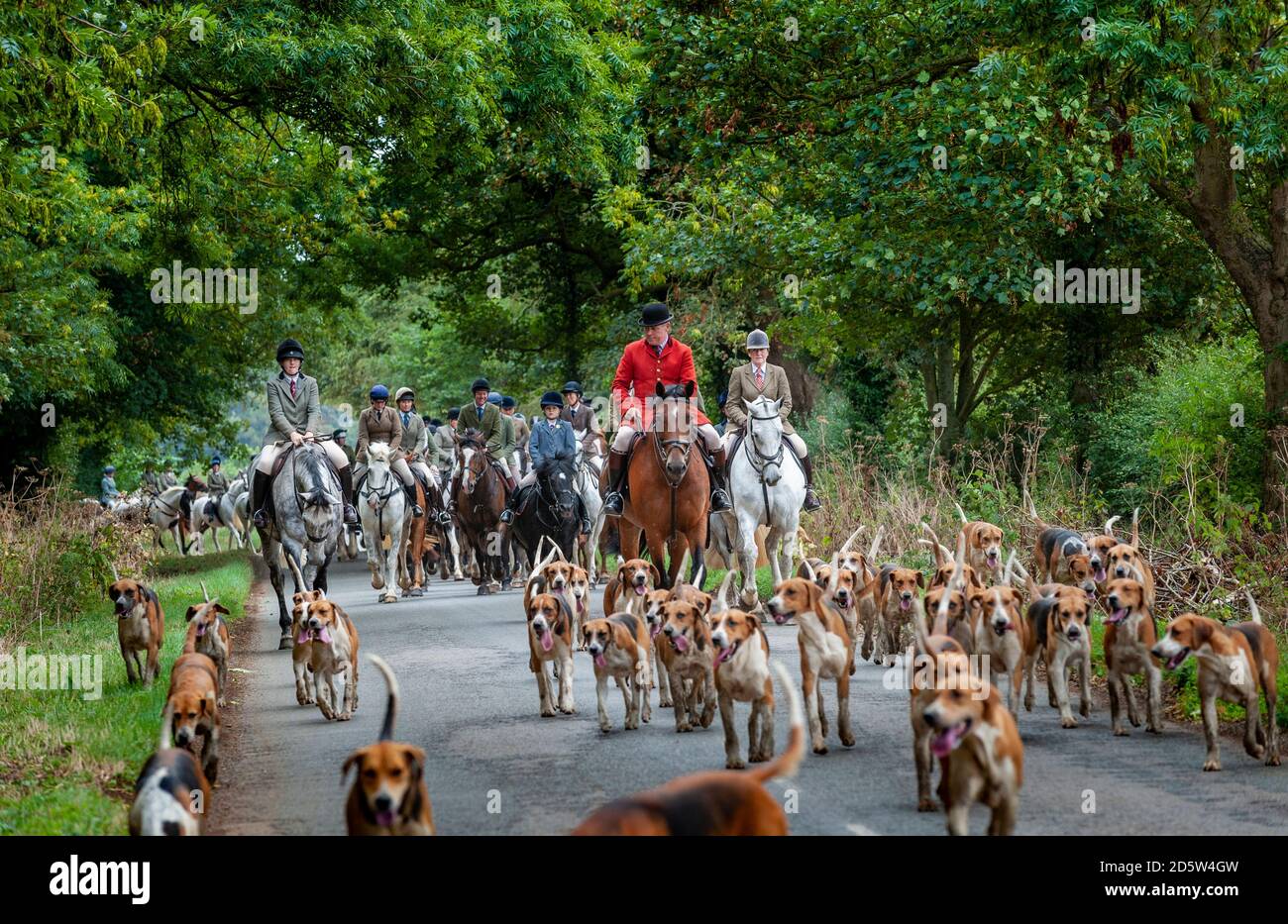 Harston, Grantham, Lincolnshire - die Belvoir Hounds, draußen für morgendliche berittene Hundeübung Stockfoto