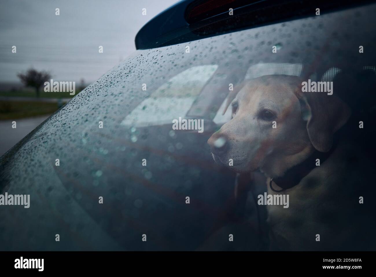 Geduld Hund wartet im Auto bei starkem Regen. Trauriger labrador Retriever, der durch das Fenster schaut. Stockfoto