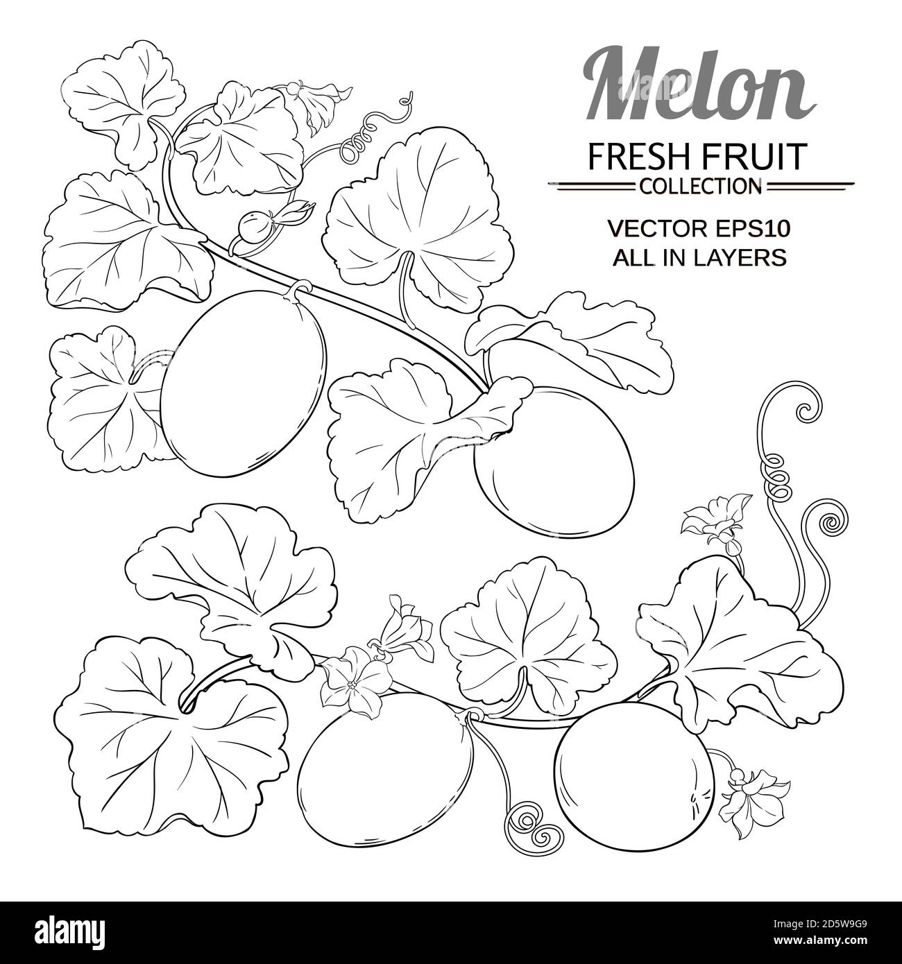 Melonenvektorsatz Stock Vektor