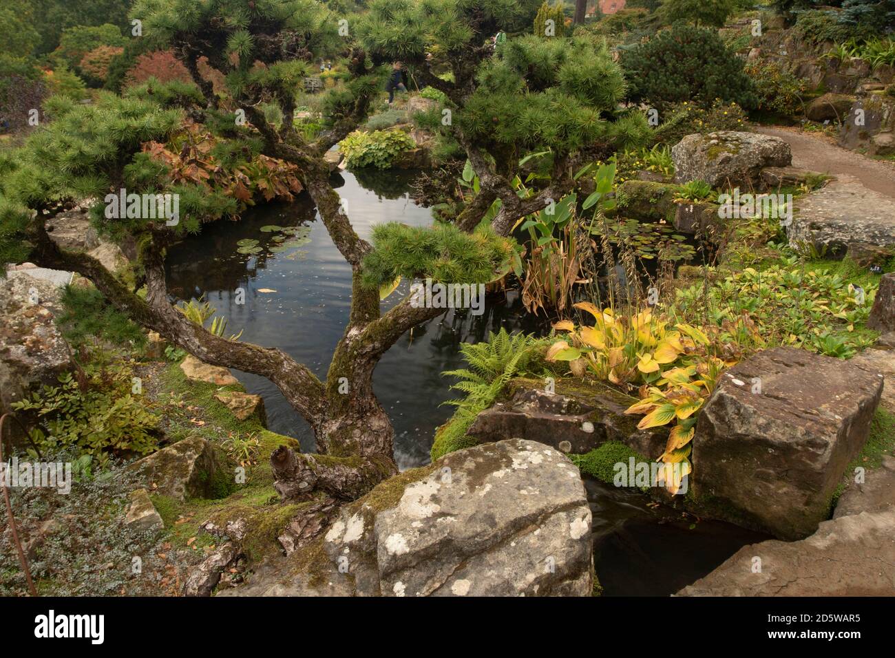 Larix Kaempteri Baum in natürlicher Gartenlandschaft mit Teich