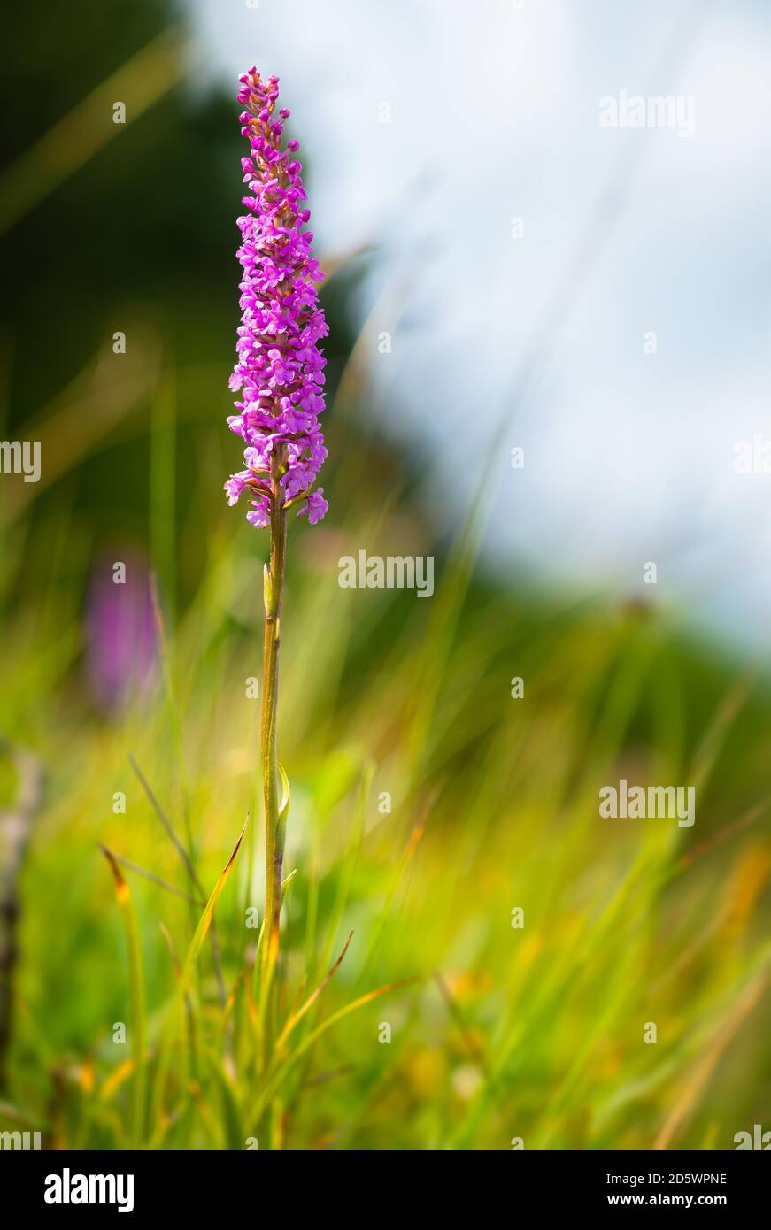 Wilde bunte Bergblumen mit schönem Bokeh Stockfoto