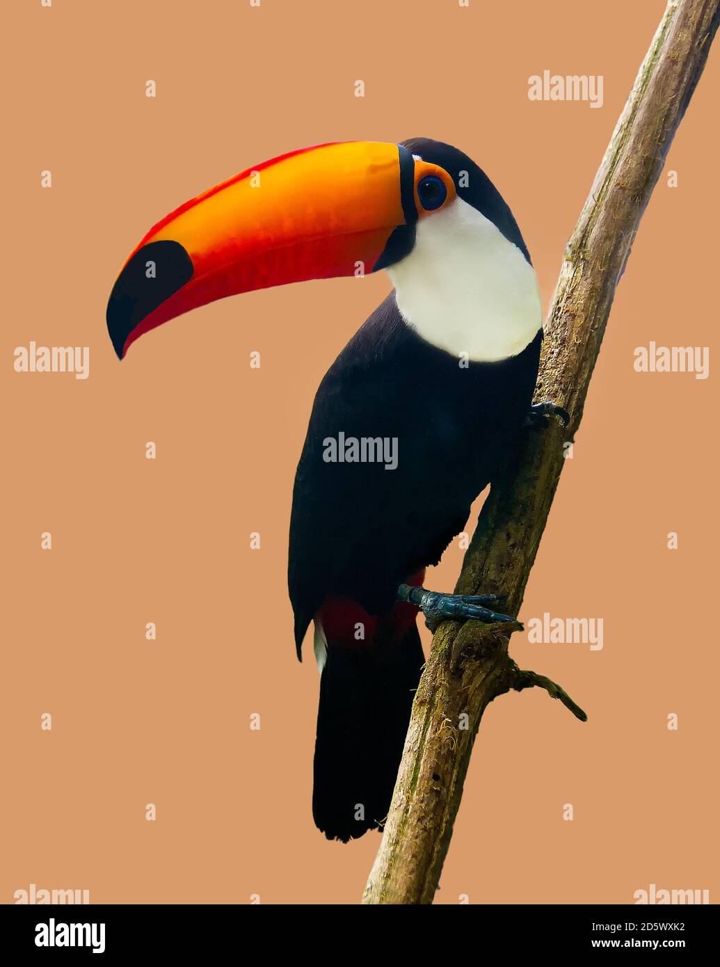 Toucan Toco sitzt auf einem Ast von Baum Stockfoto