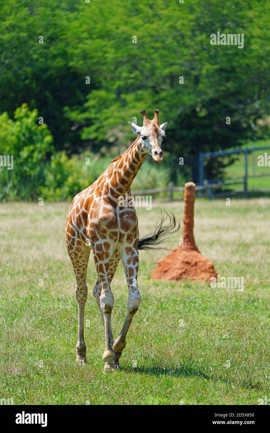 CAPE MAY COUNTY, NJ-21 JUL 2020- Blick auf eine Giraffe in der African Savanna Ausstellung im Cape May County Park & Zoo in Cape May County, New J Stockfoto