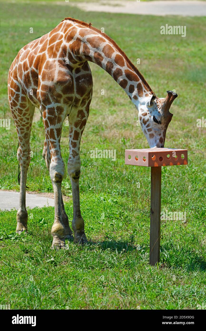 CAPE MAY COUNTY, NJ-21 JUL 2020- Blick auf eine Giraffe in der African Savanna Ausstellung im Cape May County Park & Zoo in Cape May County, New J Stockfoto