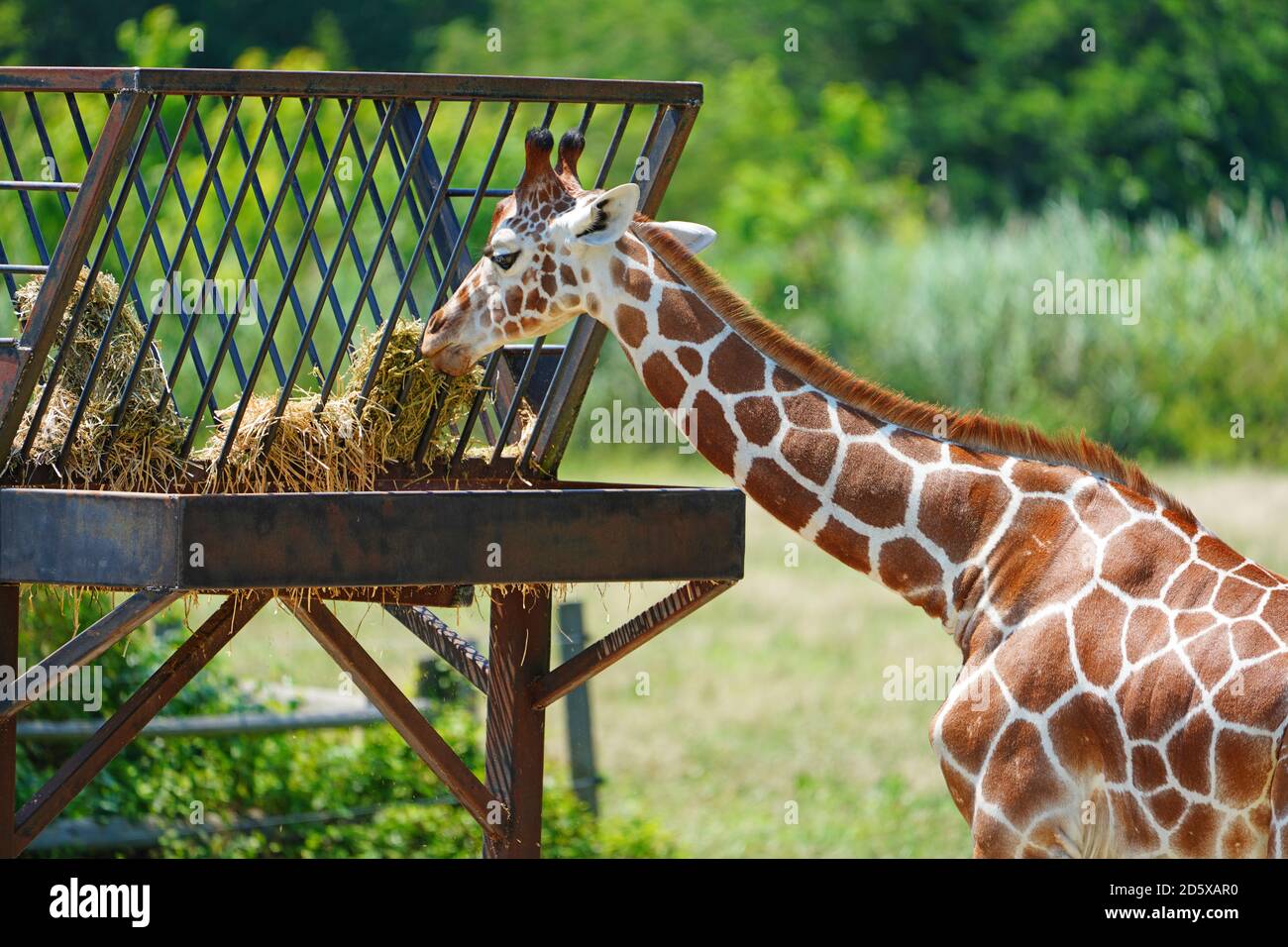 CAPE MAY COUNTY, NJ-21 JUL 2020- Blick auf eine Giraffe in der African Savanna Ausstellung im Cape May County Park & Zoo in Cape May County, New J Stockfoto