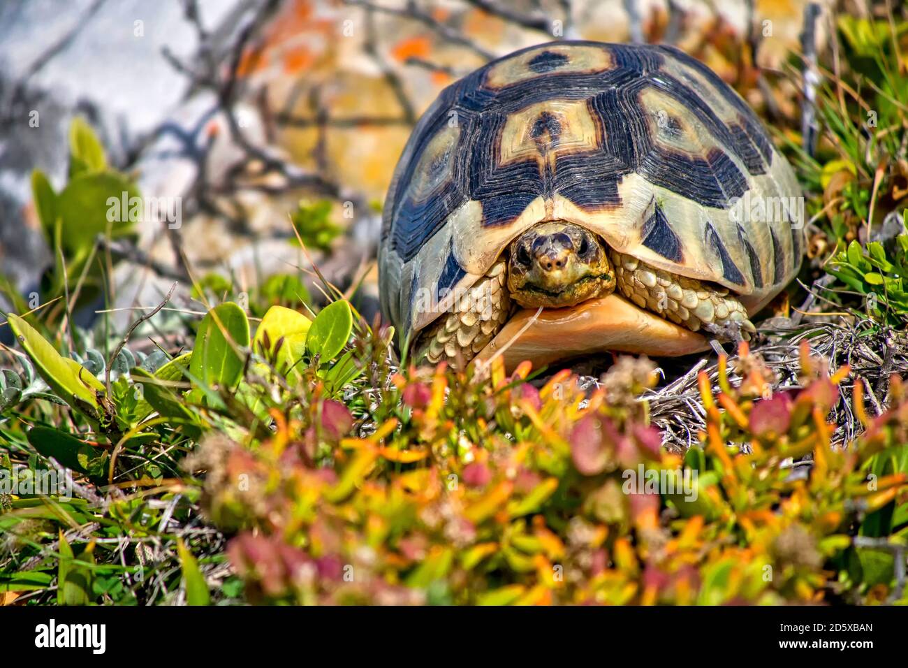Angulate Tortoise, Chersina angulata, Walker Bay Nature Reserve, Gansbaai, Western Cape, Südafrika, Afrika Stockfoto