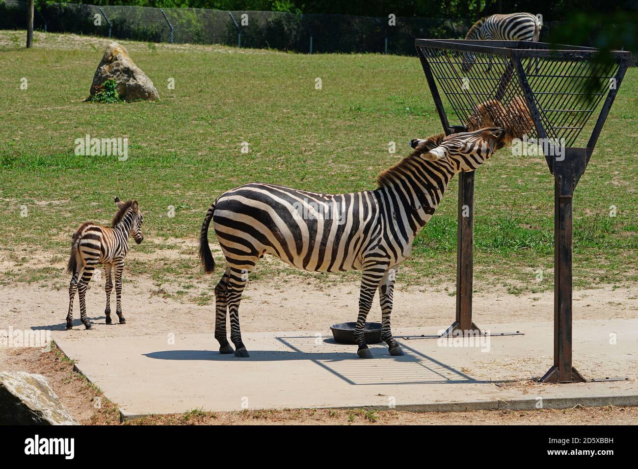 CAPE MAY COUNTY, NJ-21 JUL 2020- Blick auf ein Baby Zebra und seine Mutter bei der African Savanna Ausstellung im Cape May County Park & Zoo in New Stockfoto