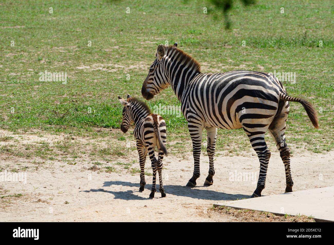 CAPE MAY COUNTY, NJ-21 JUL 2020- Blick auf ein Baby Zebra und seine Mutter bei der African Savanna Ausstellung im Cape May County Park & Zoo in New Stockfoto