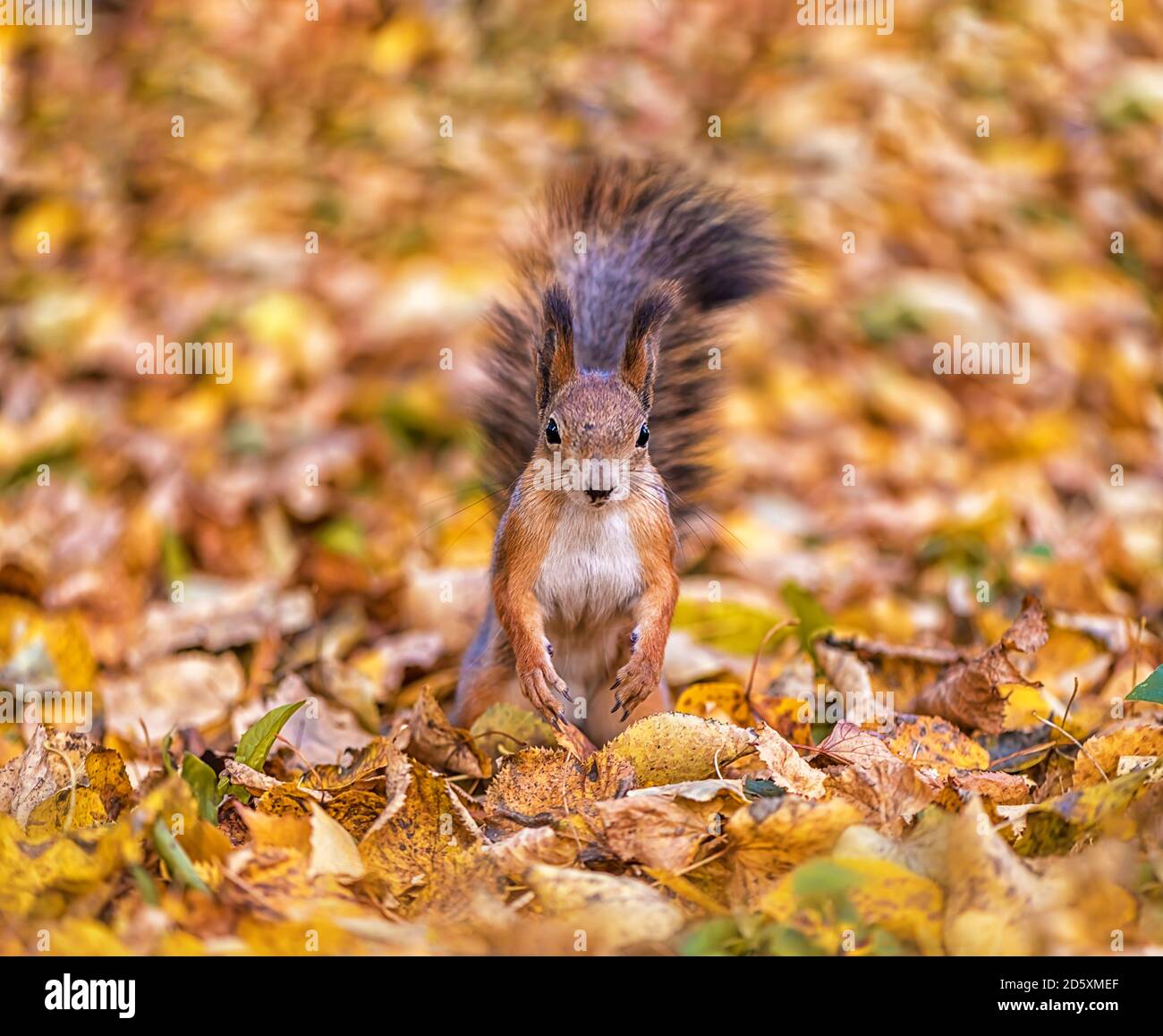 Schöne leuchtend rote Eichhörnchen unter Herbstblättern Stockfoto