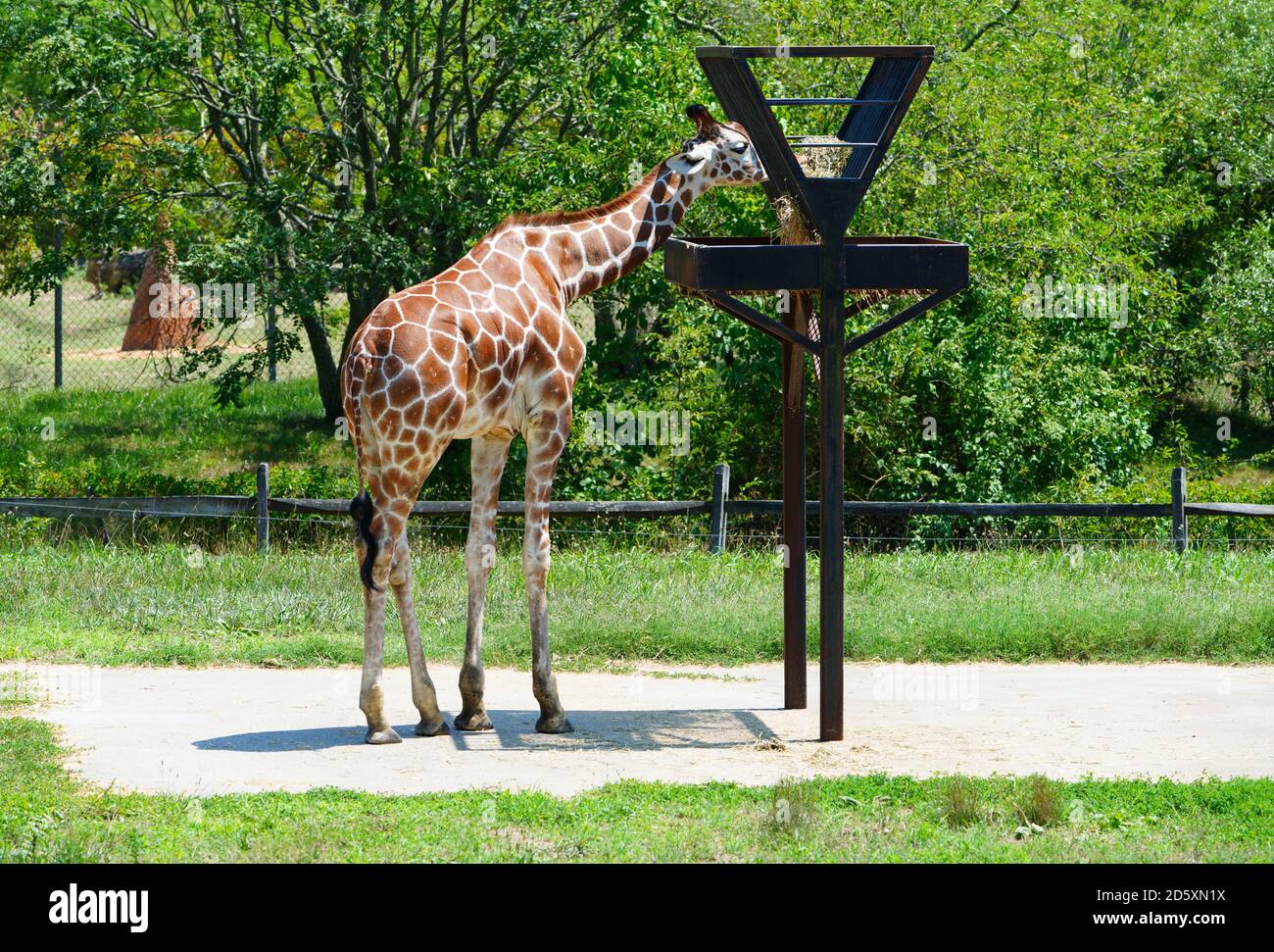 CAPE MAY COUNTY, NJ-21 JUL 2020- Blick auf eine Giraffe in der African Savanna Ausstellung im Cape May County Park & Zoo in Cape May County, New J Stockfoto
