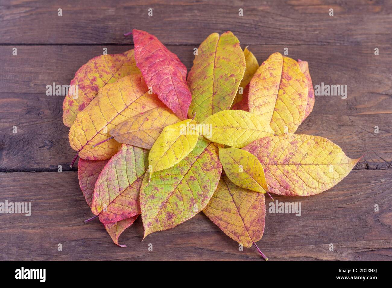 Herbstliche rote, gelbe und braune Blätter auf altem Holzgrund. Stockfoto