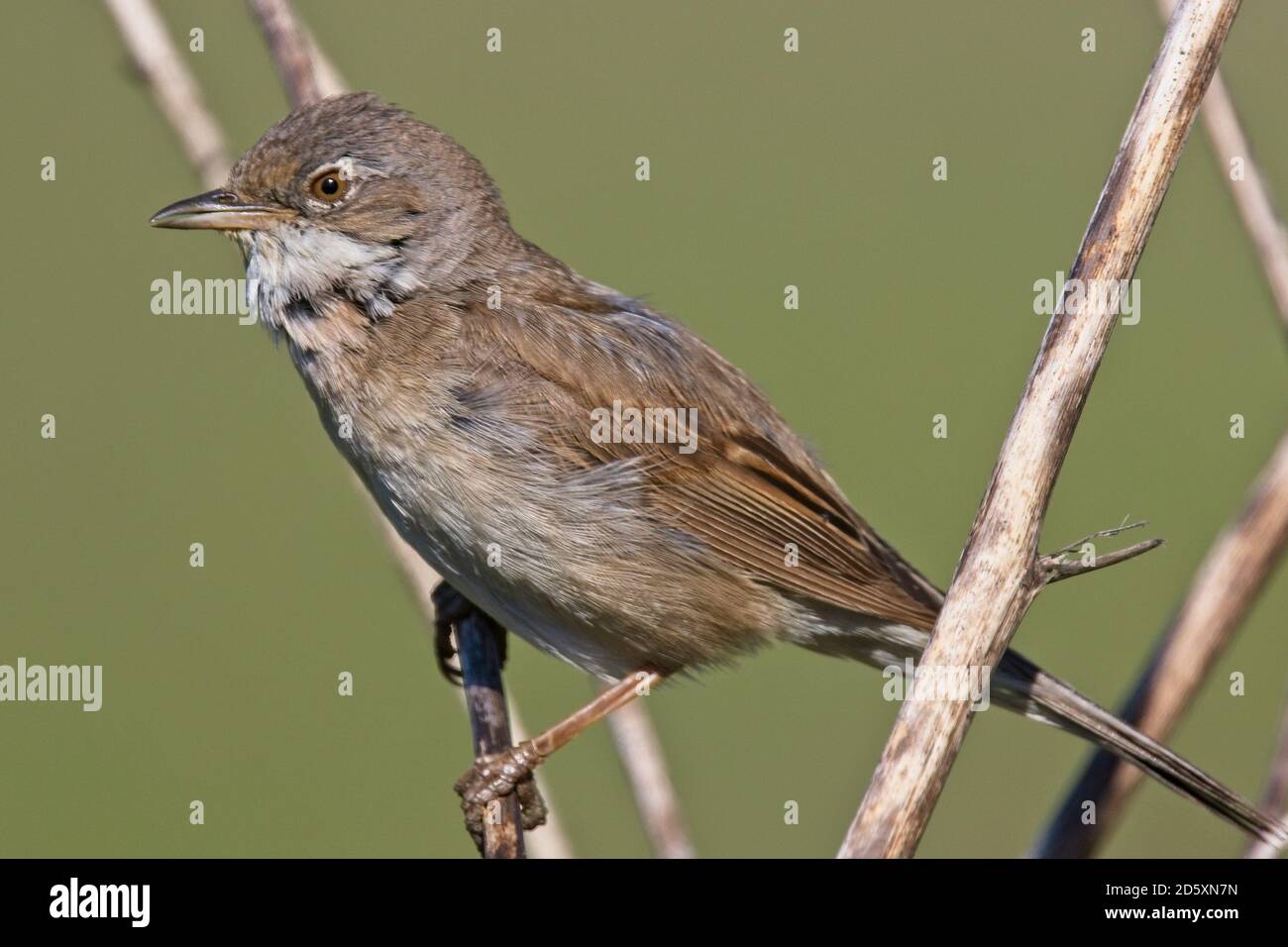 Common Whitethroat (Sylvia communis) in Cornwall, England, Großbritannien. Stockfoto