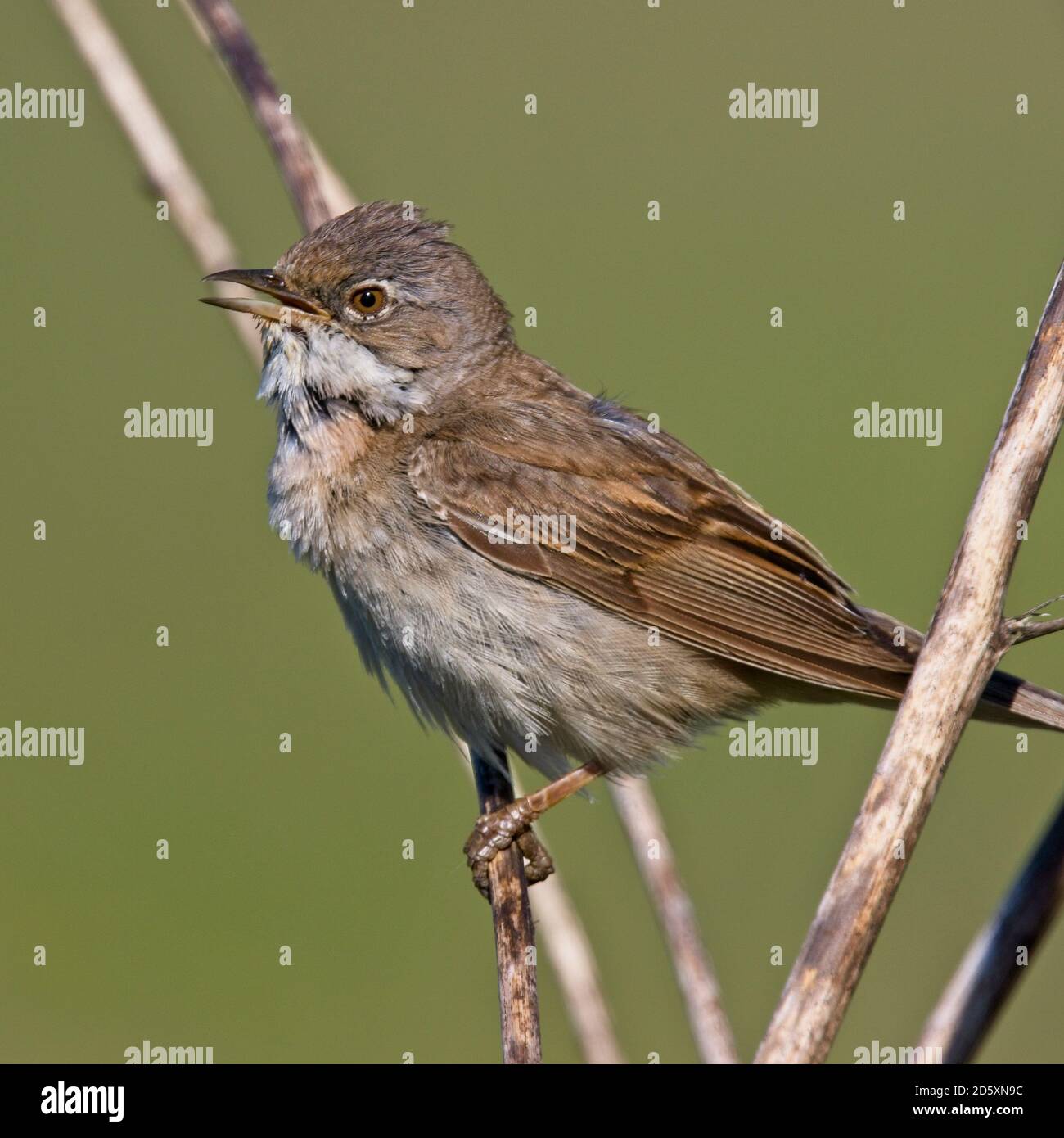Common Whitethroat (Sylvia communis) Singing, Cornwall, England, Großbritannien. Stockfoto
