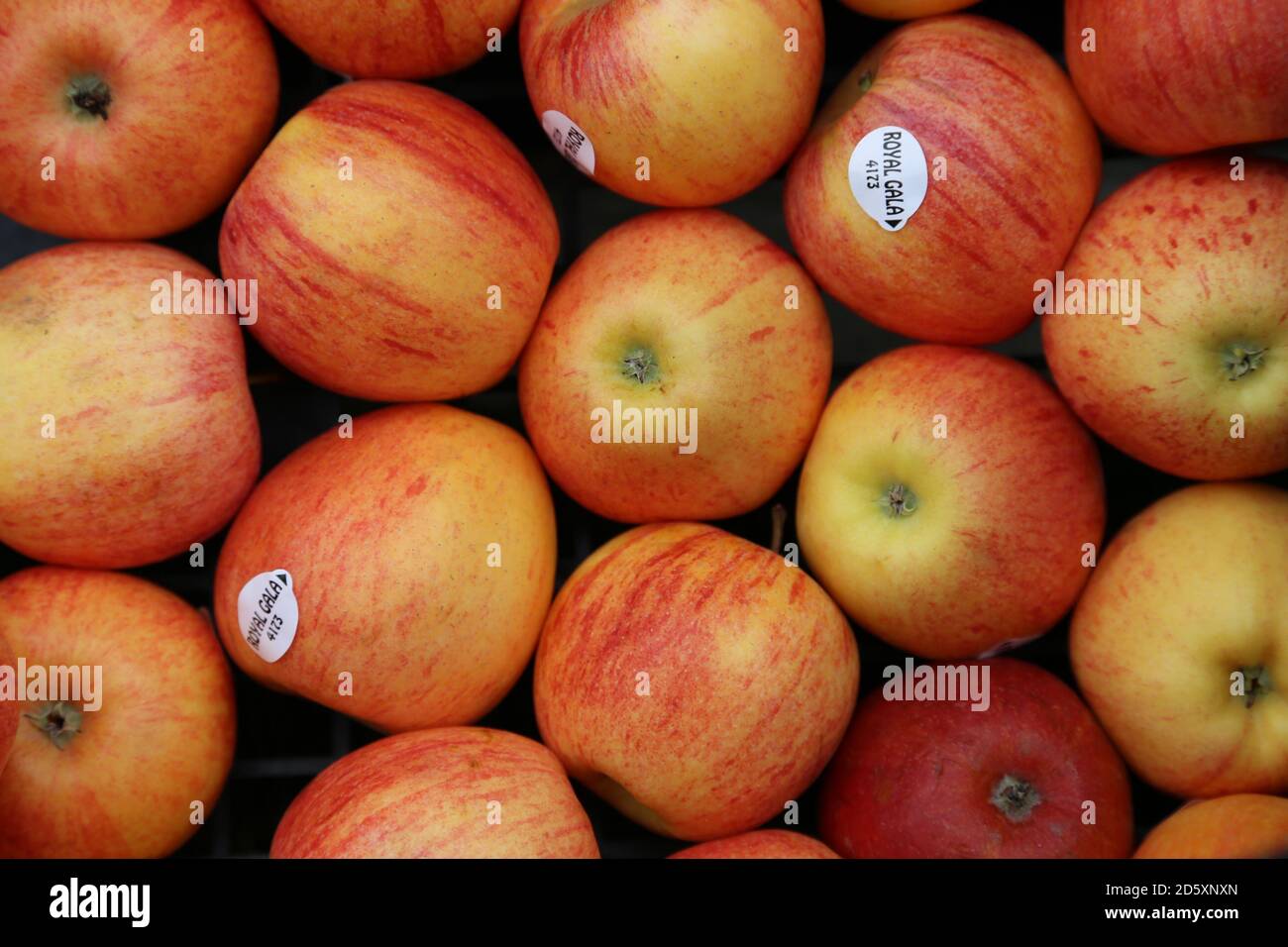 'Punnet of Apples' Diese Fotos wurden auf einem lokalen Bauernmarkt gemacht. September 2020 Stockfoto