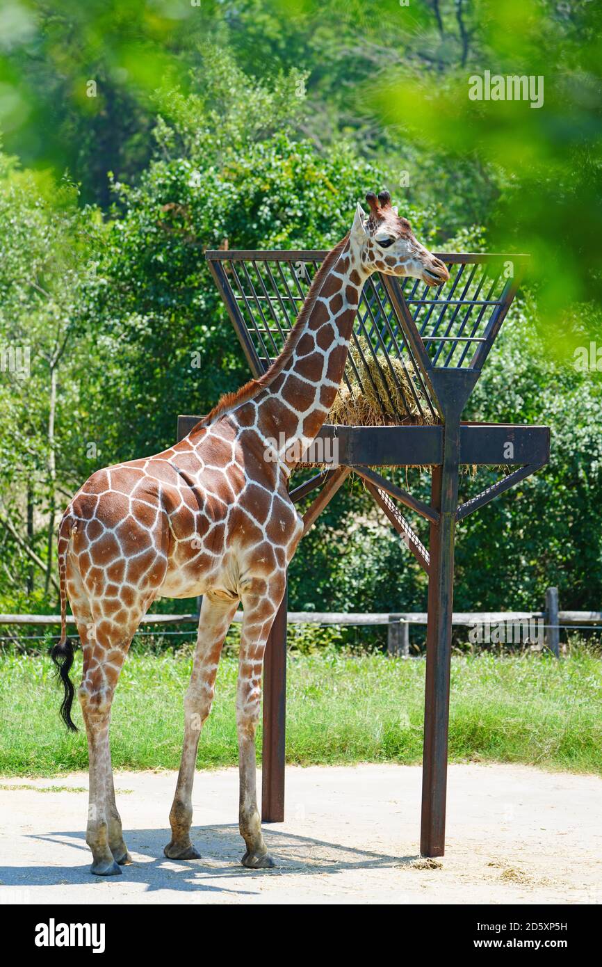 CAPE MAY COUNTY, NJ-21 JUL 2020- Blick auf eine Giraffe in der African Savanna Ausstellung im Cape May County Park & Zoo in Cape May County, New J Stockfoto