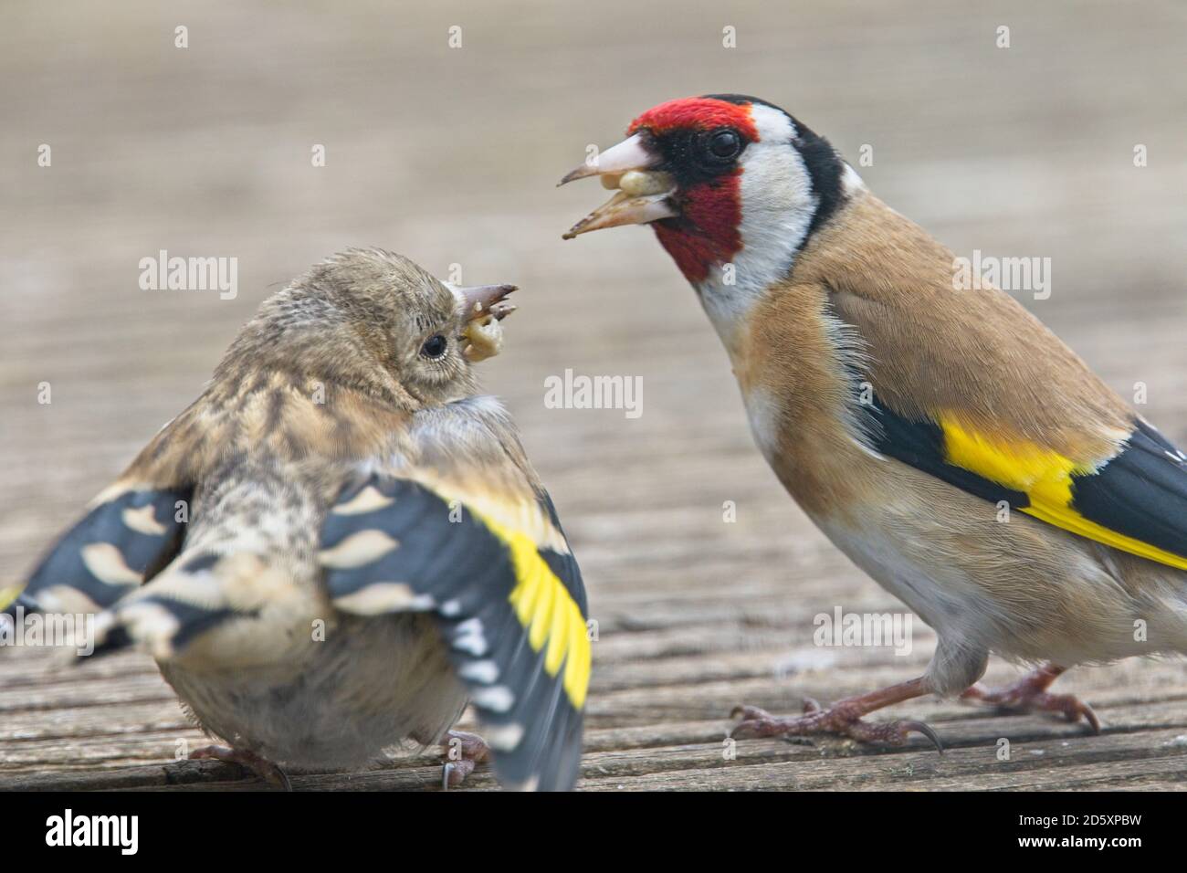 Erwachsener Europäischer Goldfink (Carduelis carduelis), Fütterung eines Jugendlichen, Penzance, Cornwall, England, Großbritannien. Stockfoto