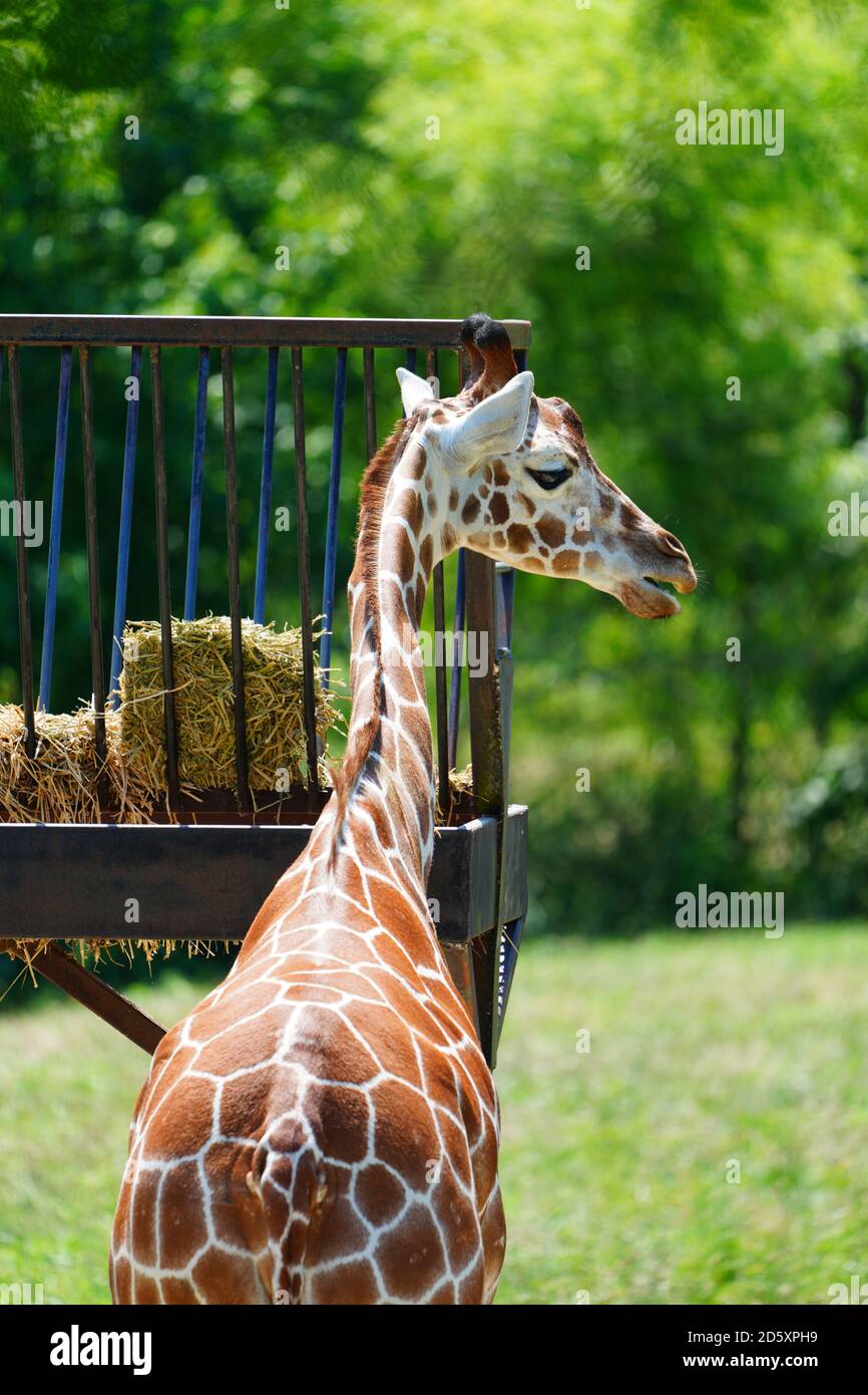 CAPE MAY COUNTY, NJ-21 JUL 2020- Blick auf eine Giraffe in der African Savanna Ausstellung im Cape May County Park & Zoo in Cape May County, New J Stockfoto