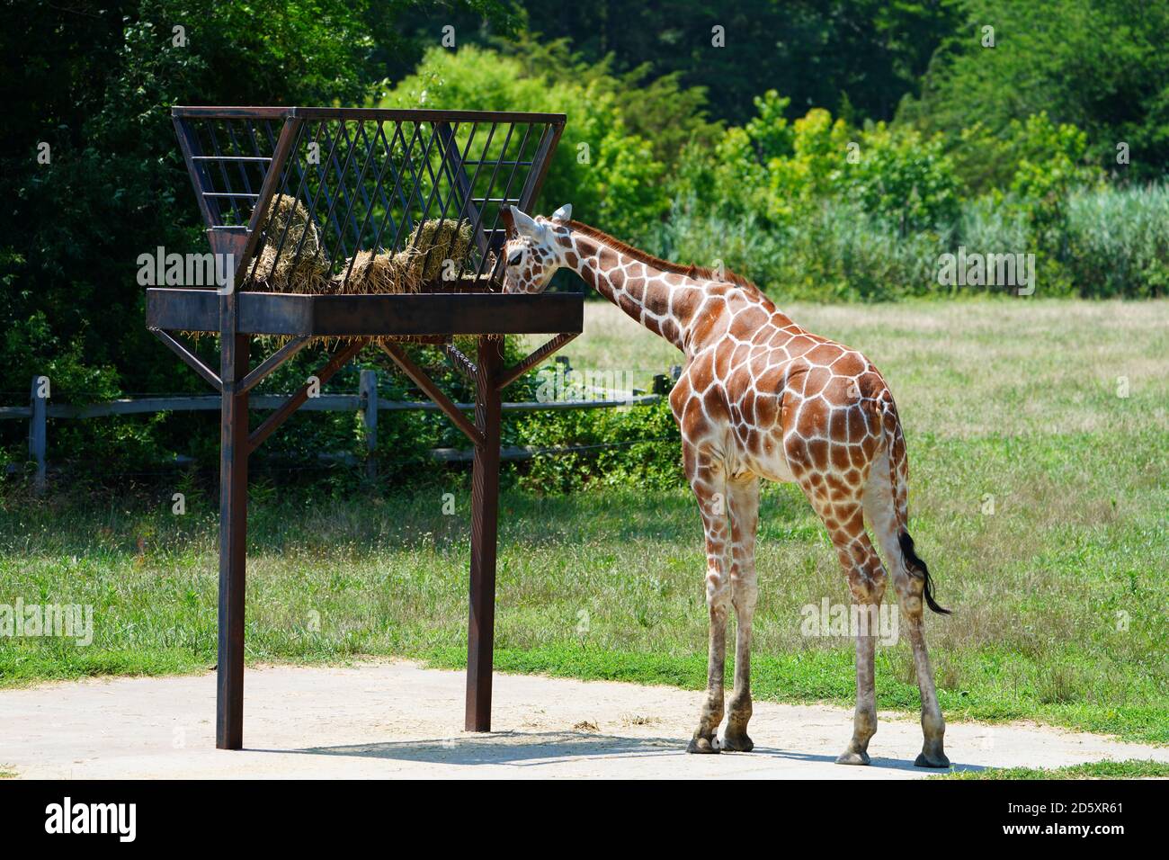 CAPE MAY COUNTY, NJ-21 JUL 2020- Blick auf eine Giraffe in der African Savanna Ausstellung im Cape May County Park & Zoo in Cape May County, New J Stockfoto