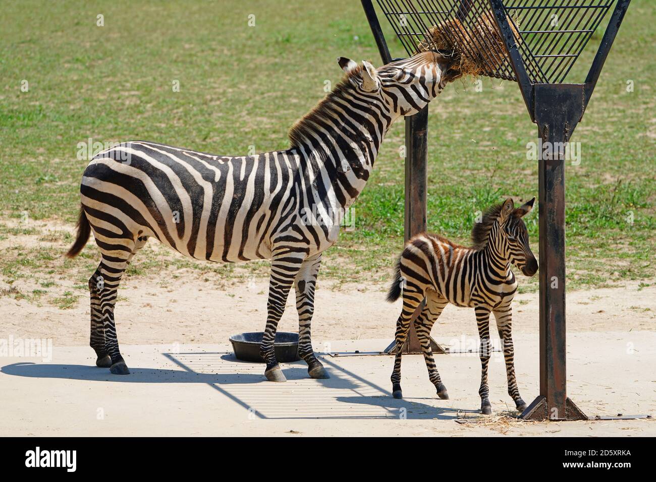 CAPE MAY COUNTY, NJ-21 JUL 2020- Blick auf ein Baby Zebra und seine Mutter bei der African Savanna Ausstellung im Cape May County Park & Zoo in New Stockfoto