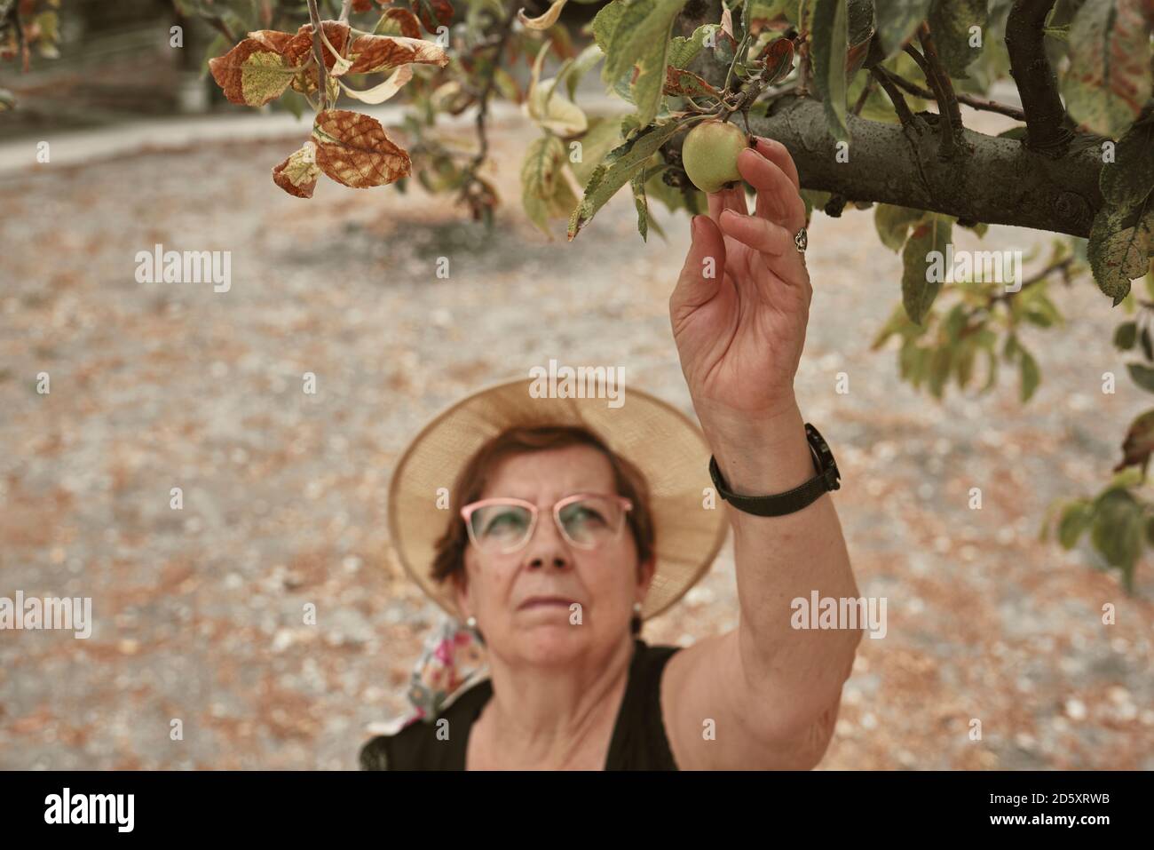 Eine ältere Frau pflückt Früchte aus ihrem eigenen Stadtgarten. Obstgarten-Konzept Stockfoto