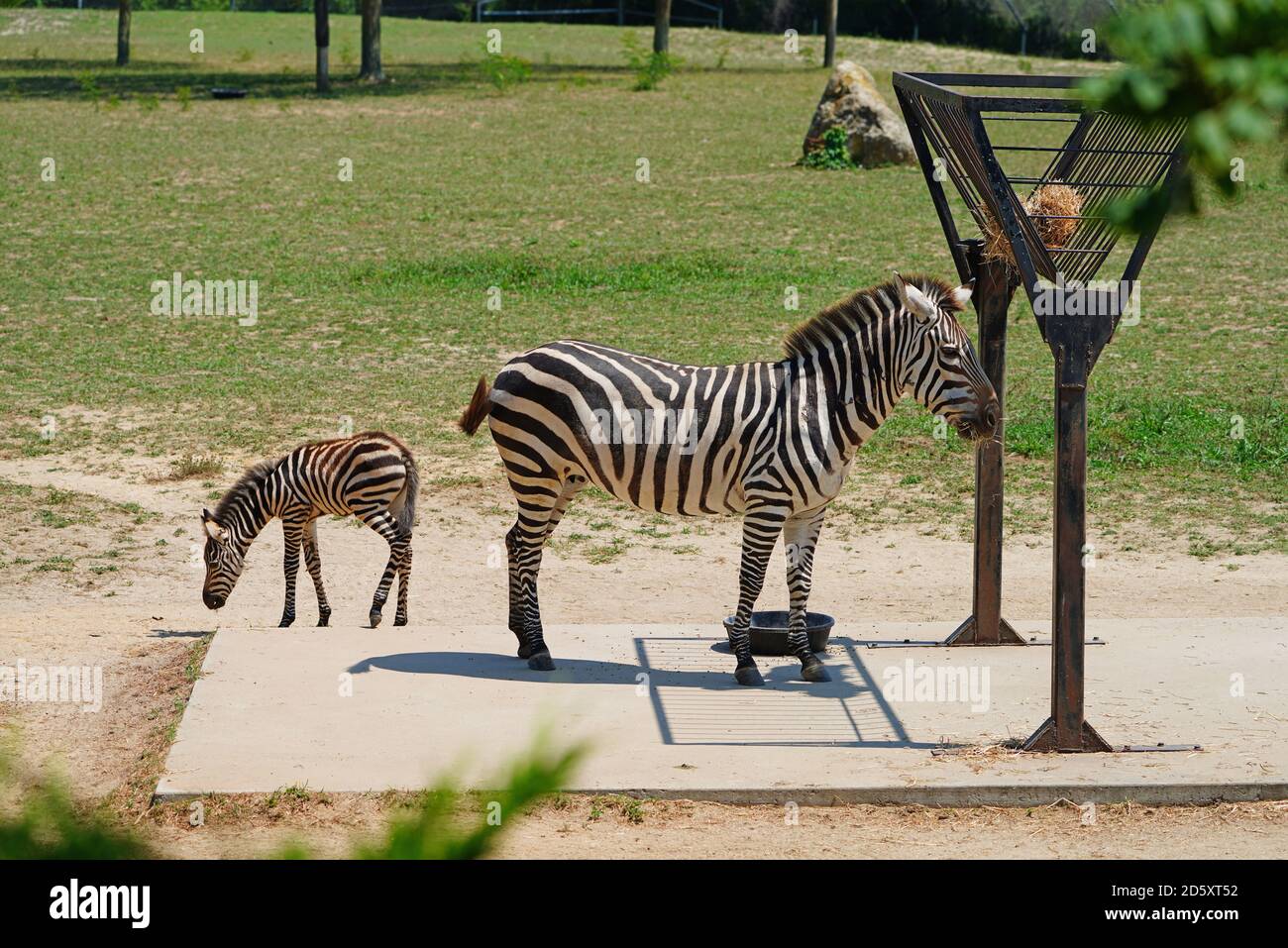 CAPE MAY COUNTY, NJ-21 JUL 2020- Blick auf ein Baby Zebra und seine Mutter bei der African Savanna Ausstellung im Cape May County Park & Zoo in New Stockfoto