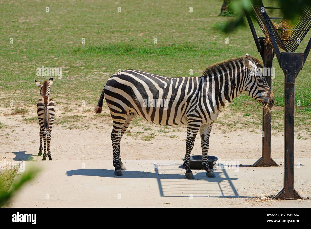 CAPE MAY COUNTY, NJ-21 JUL 2020- Blick auf ein Baby Zebra und seine Mutter bei der African Savanna Ausstellung im Cape May County Park & Zoo in New Stockfoto