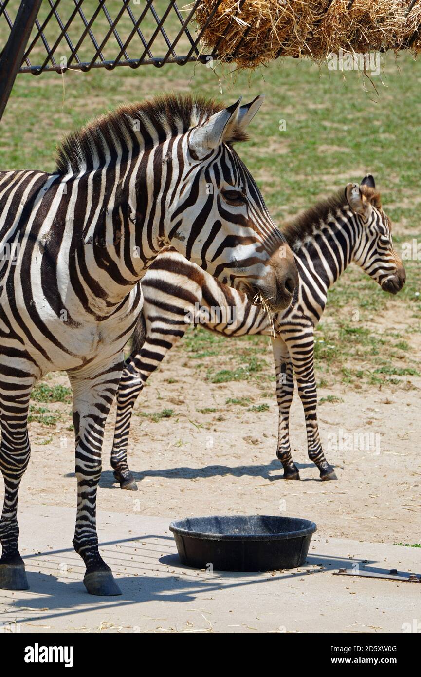 CAPE MAY COUNTY, NJ-21 JUL 2020- Blick auf ein Baby Zebra und seine Mutter bei der African Savanna Ausstellung im Cape May County Park & Zoo in New Stockfoto