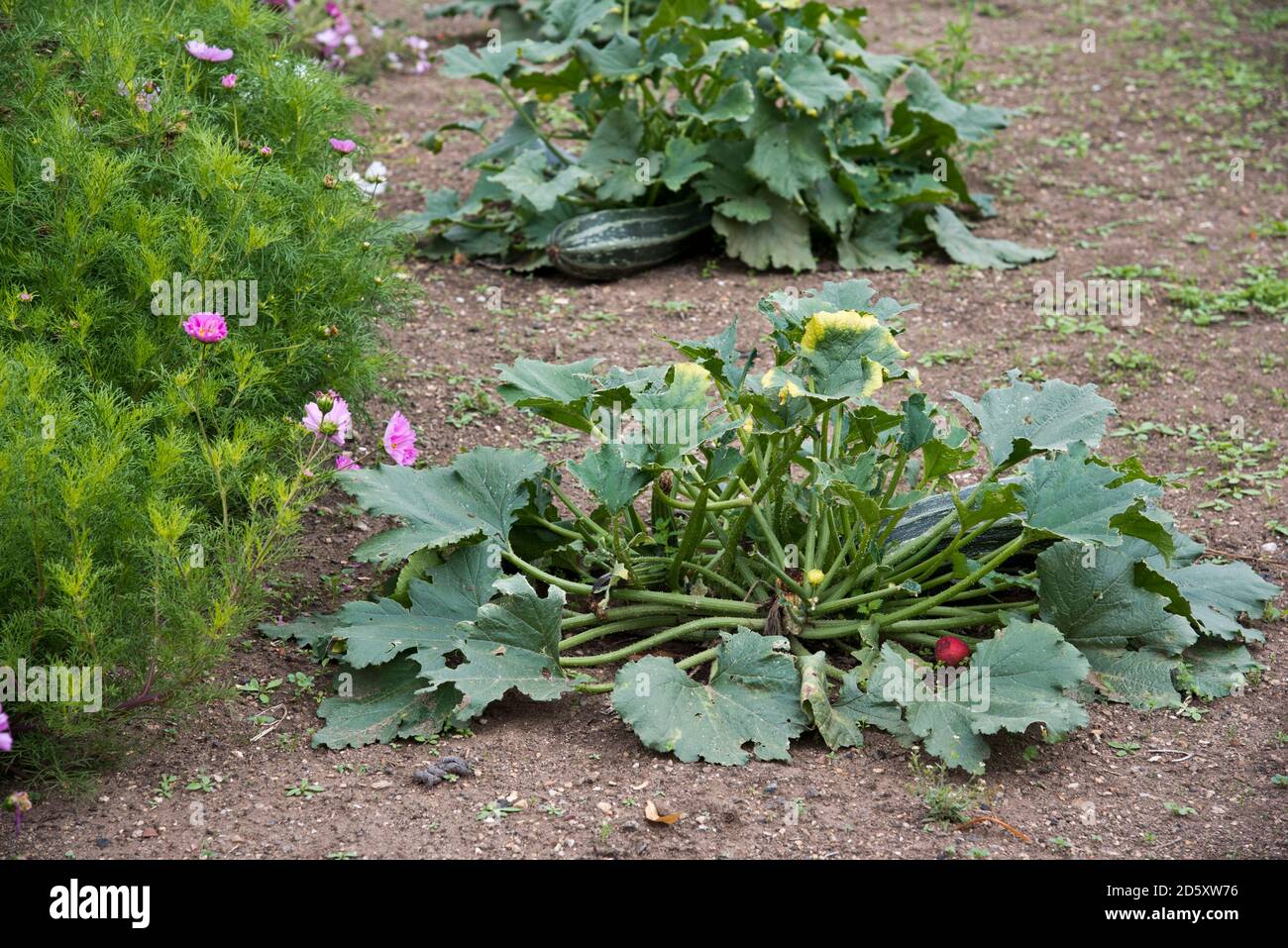 Marrows wachsen in der Gemüse-Grundstück Stockfoto