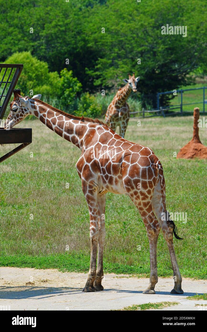 CAPE MAY COUNTY, NJ-21 JUL 2020- Blick auf eine Giraffe in der African Savanna Ausstellung im Cape May County Park & Zoo in Cape May County, New J Stockfoto
