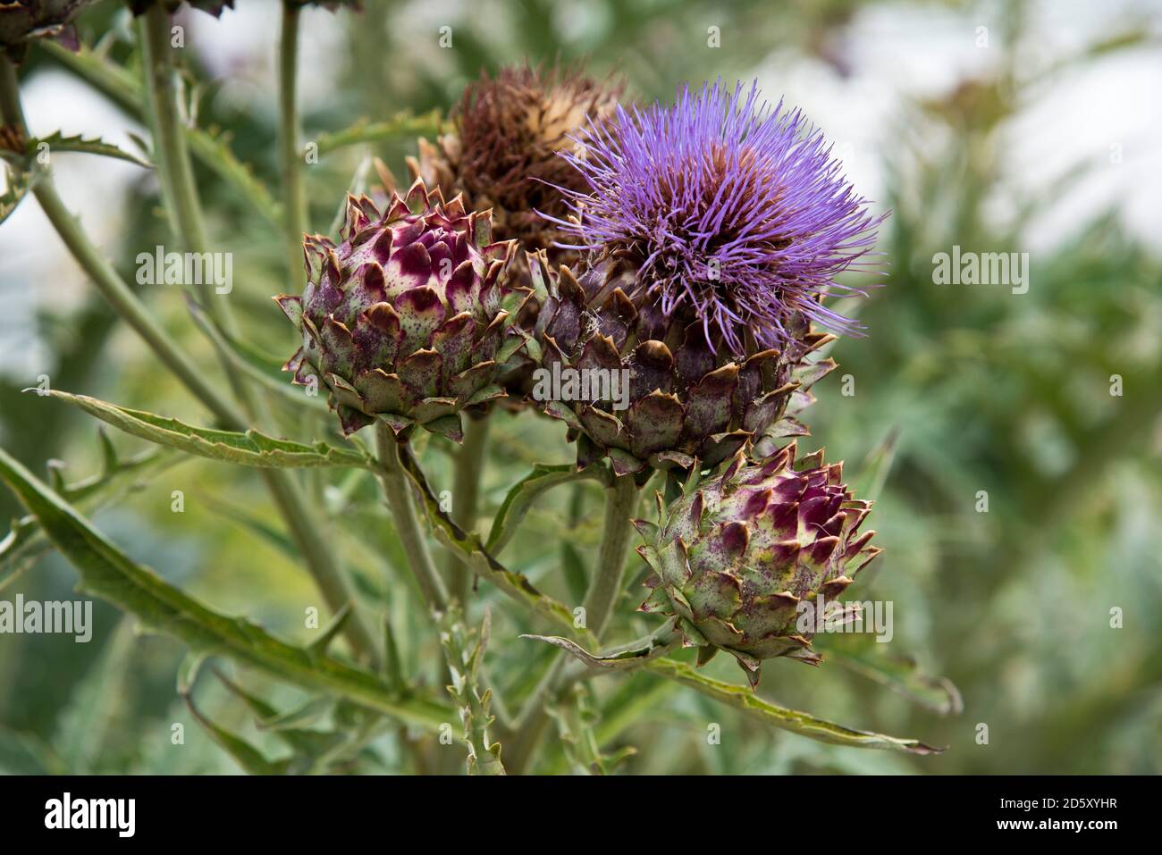 Kardoonblütenköpfe Stockfoto