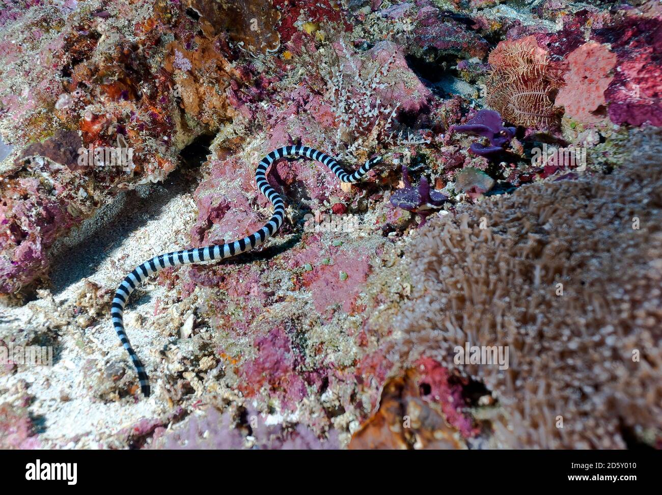 Indonesien, Bali, Nusa Lembongan, schwach gebänderte Seeschlange, Hydrophis belcheri Stockfoto