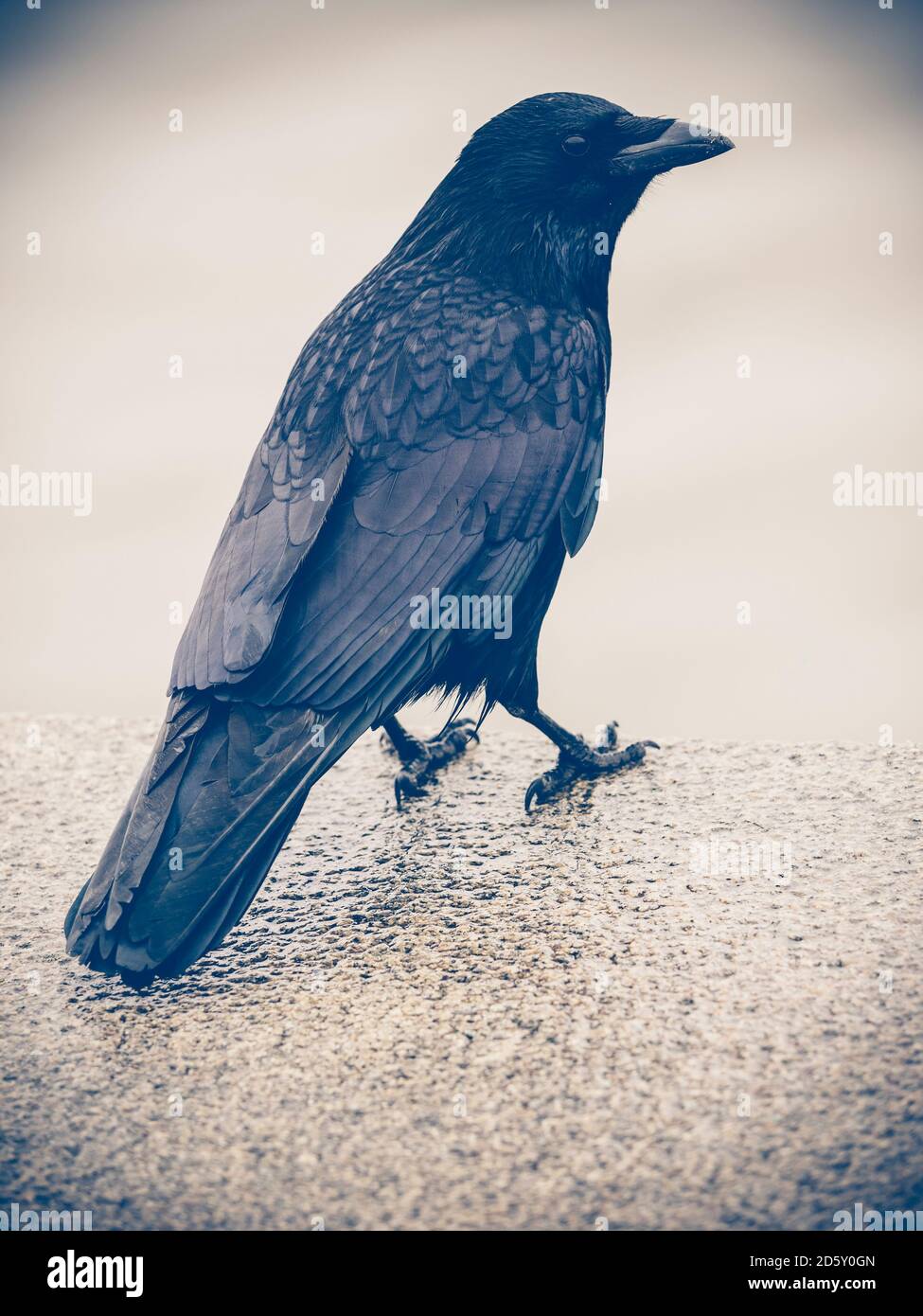 Black raven Stockfoto