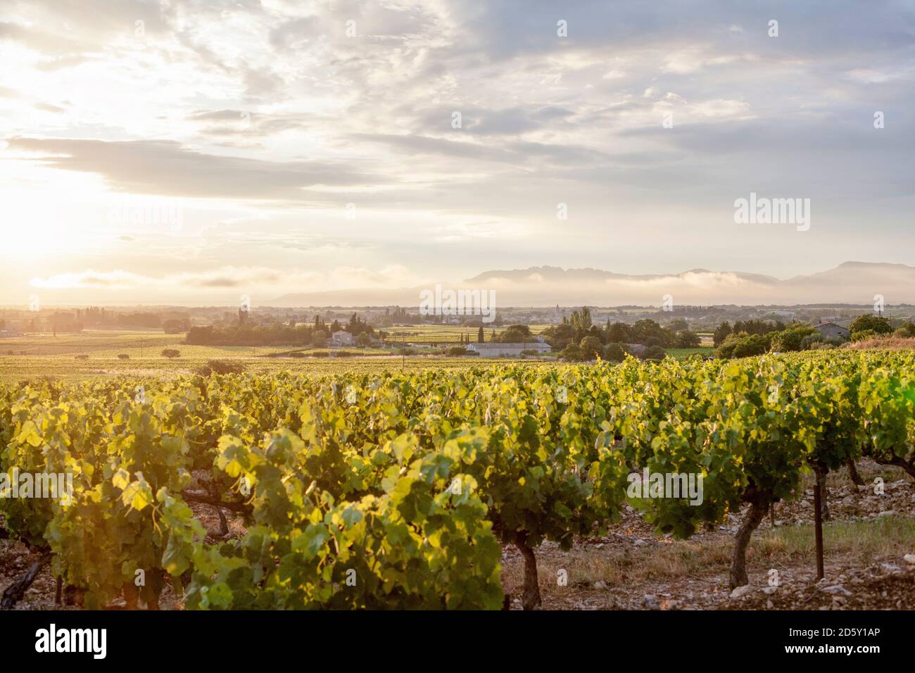 Frankreich, Villes-sur-Auzon, Weingut Stockfoto