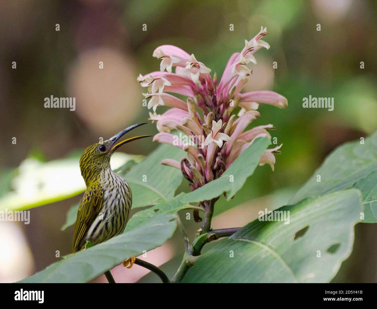Thailand, Mae Wong National Park, Arachnothera magna, gestreift Spiderhunter trinken Nektar Stockfoto
