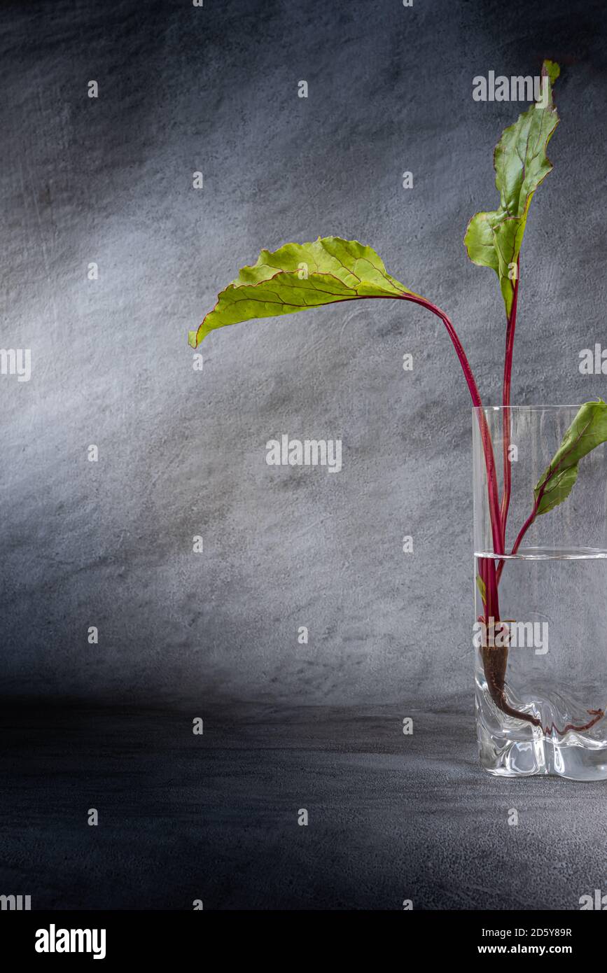 Nahaufnahme von frischen, leuchtend roten und grünen Rote Bete Blättern oder kleine Pflanze in Glas mit Wasser gefüllt. Vertikaler strukturierter grauer Hintergrund mit Kopierbereich. H Stockfoto
