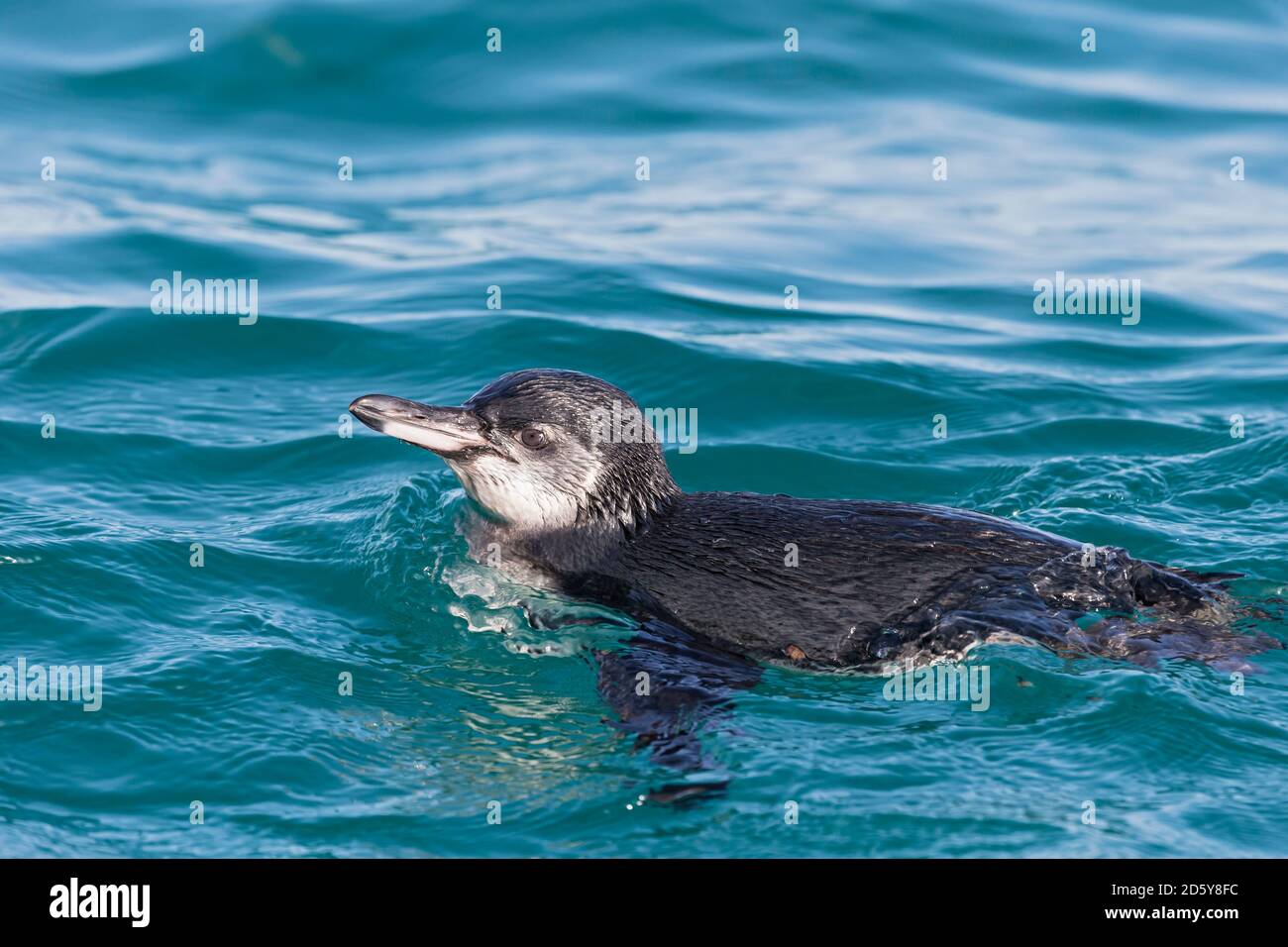 Ecuador, Galapagos-Inseln, Isabela, Schwimmen Galápagos-Pinguin Stockfoto