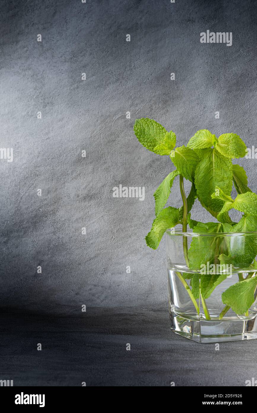Bund von frischen grünen Minze mit Blättern in transparentem Glas mit Wasser gefüllt. Tageslicht. Vertikaler strukturierter grauer Hintergrund mit großem Kopierbereich. Stockfoto
